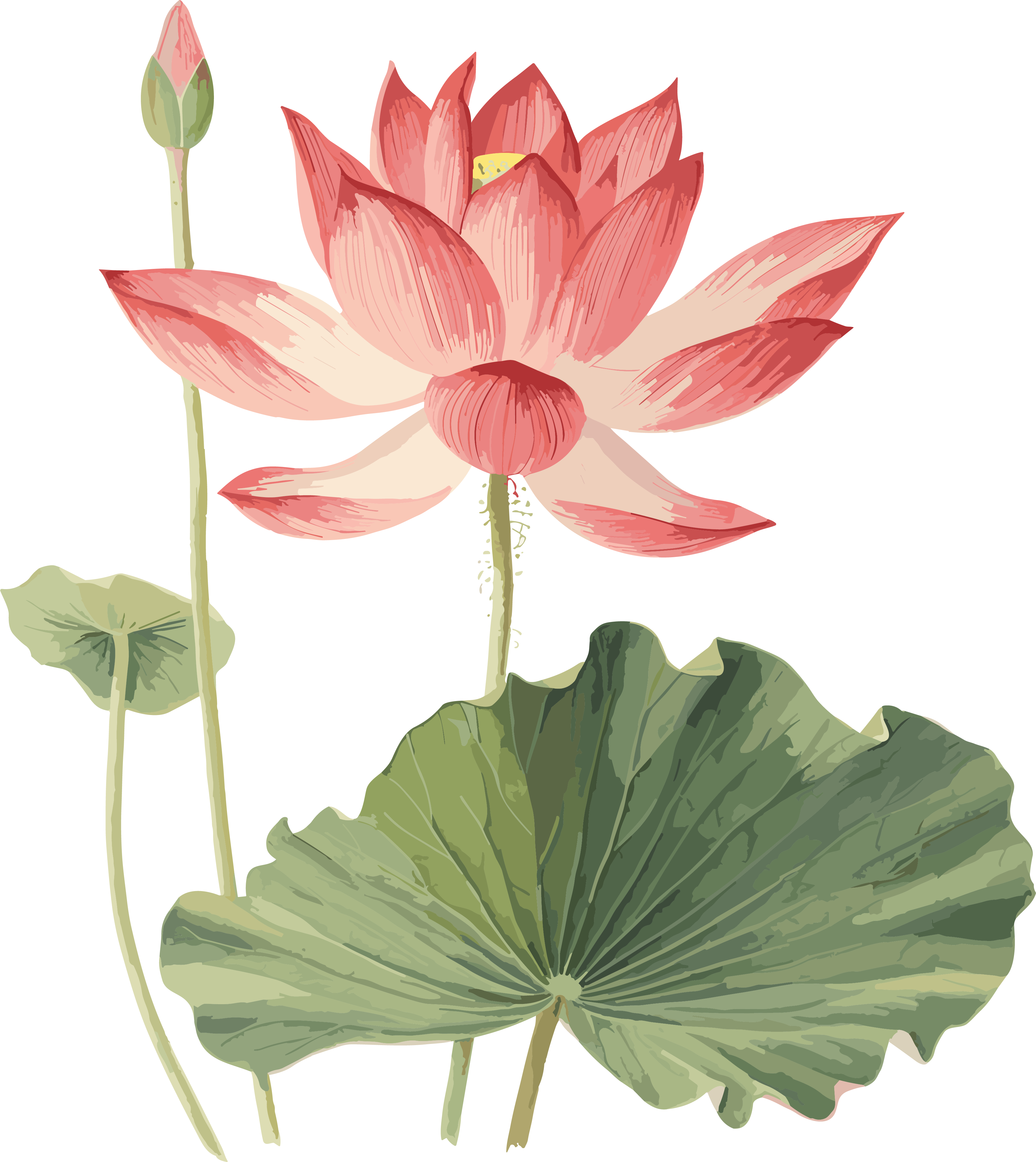 Western Zhou style lotus watercolor art elements