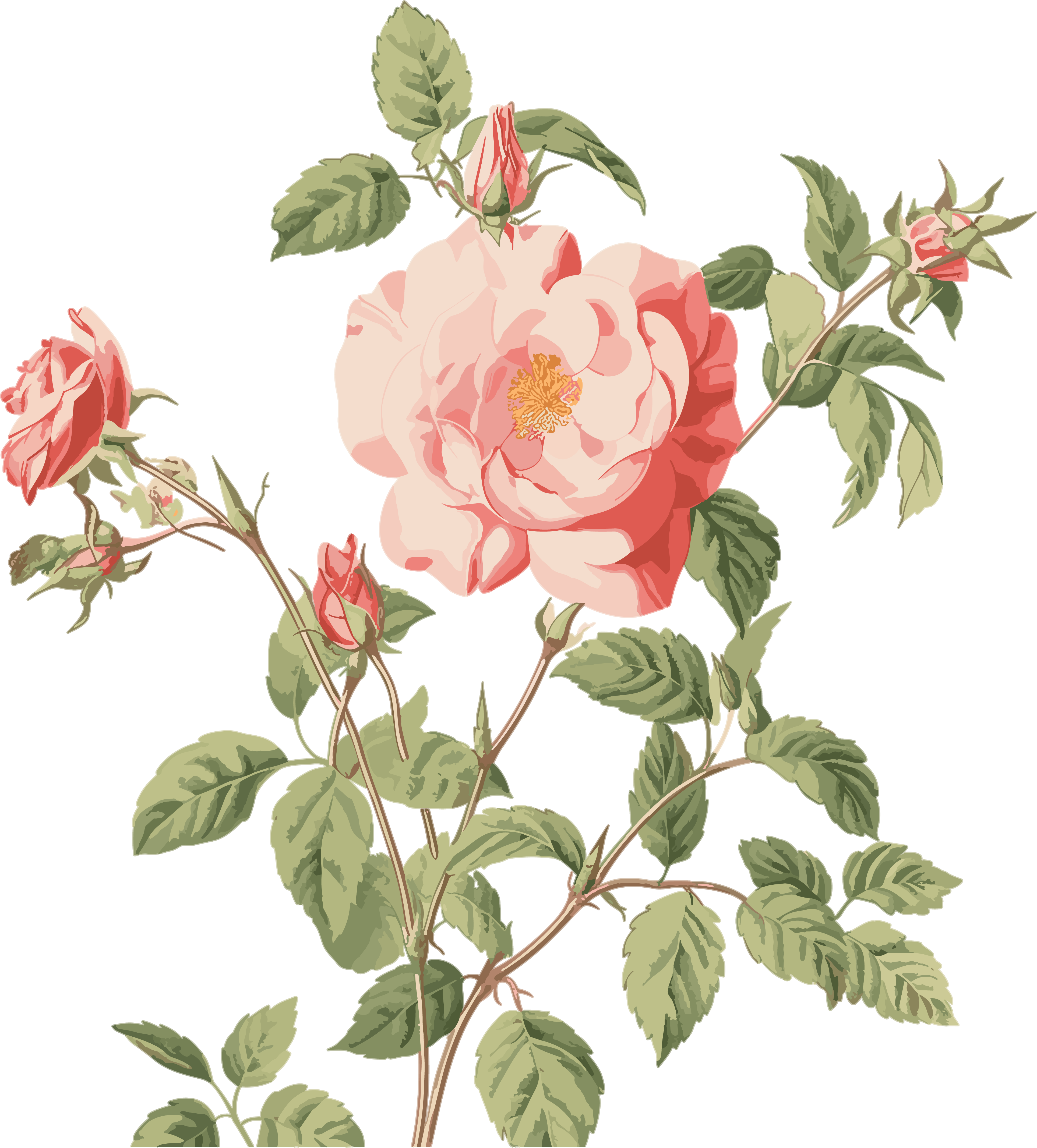 Pink rose watercolor dynamic illustration