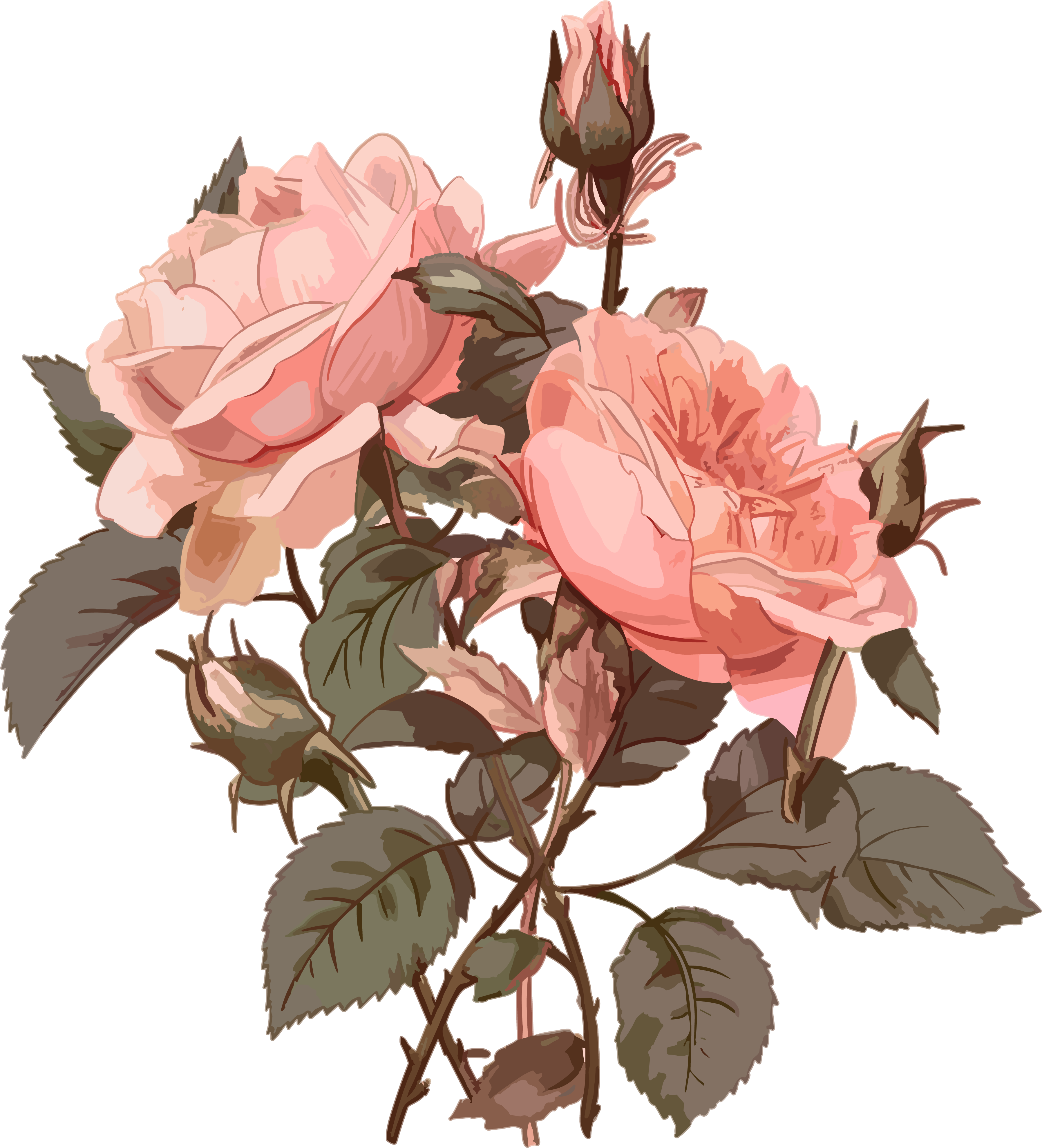 Natural style pink rose PNG graphic material