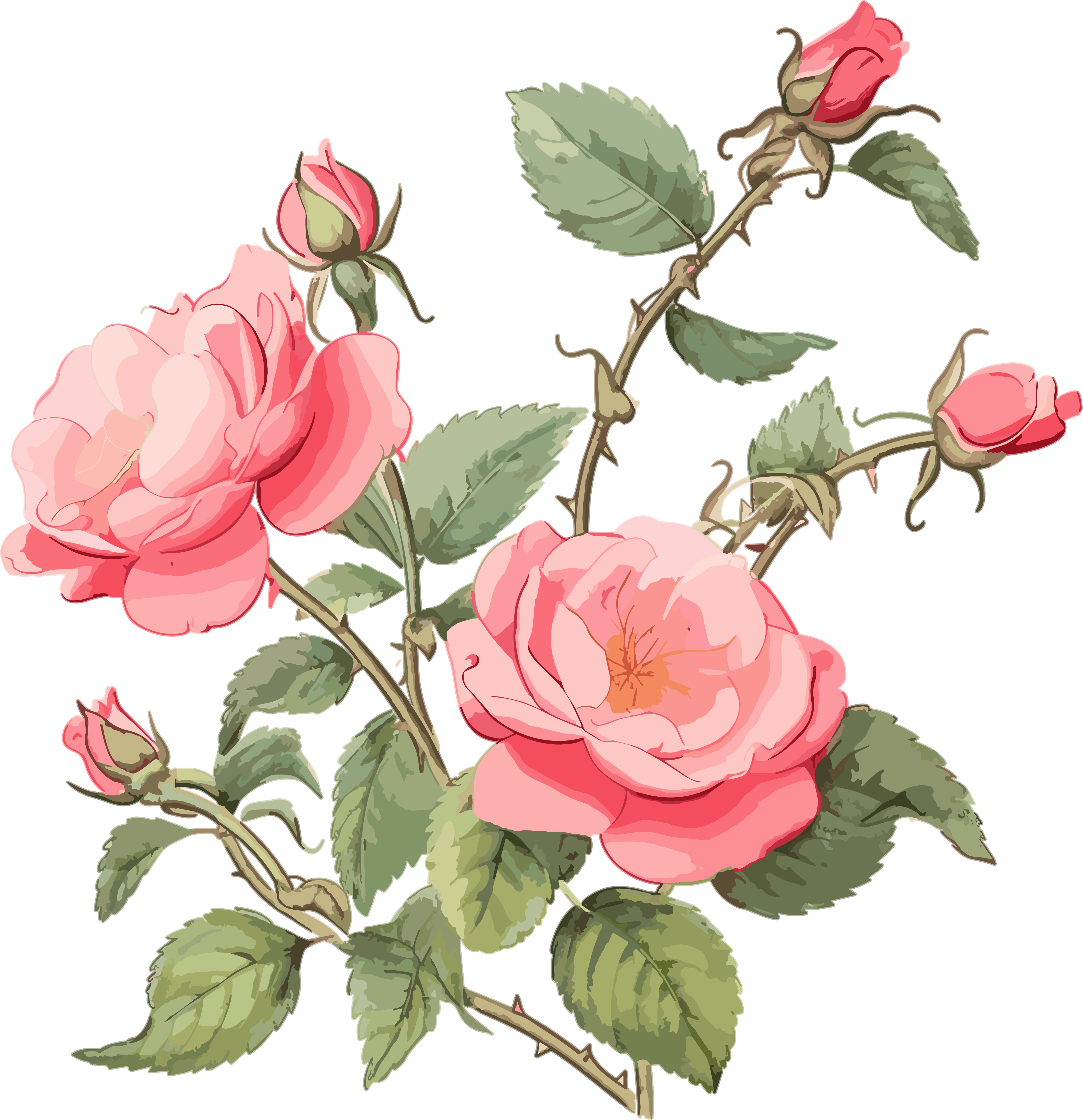 Pink Rose Illustration Design PNG