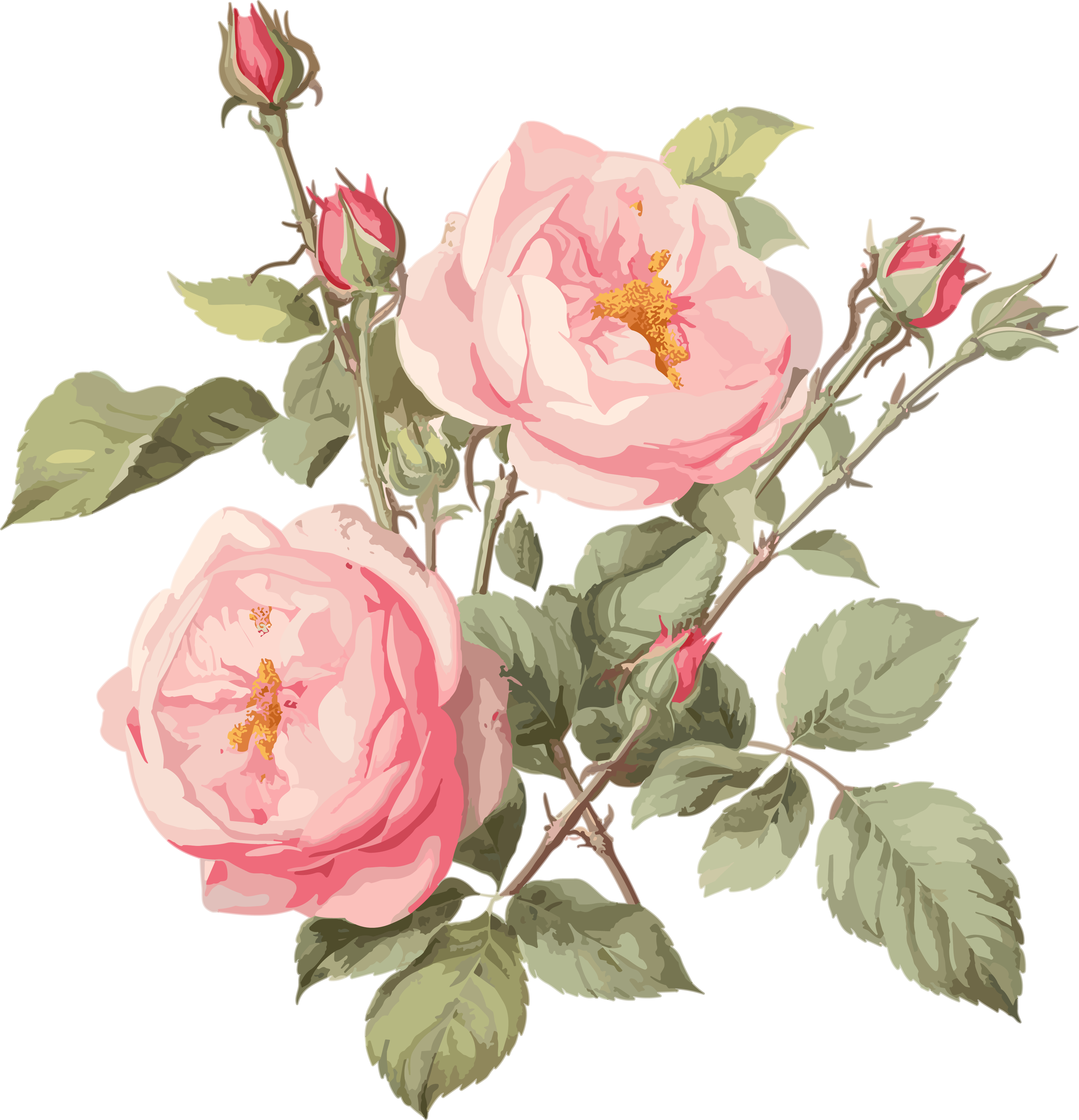 Pink rose illustration design elements