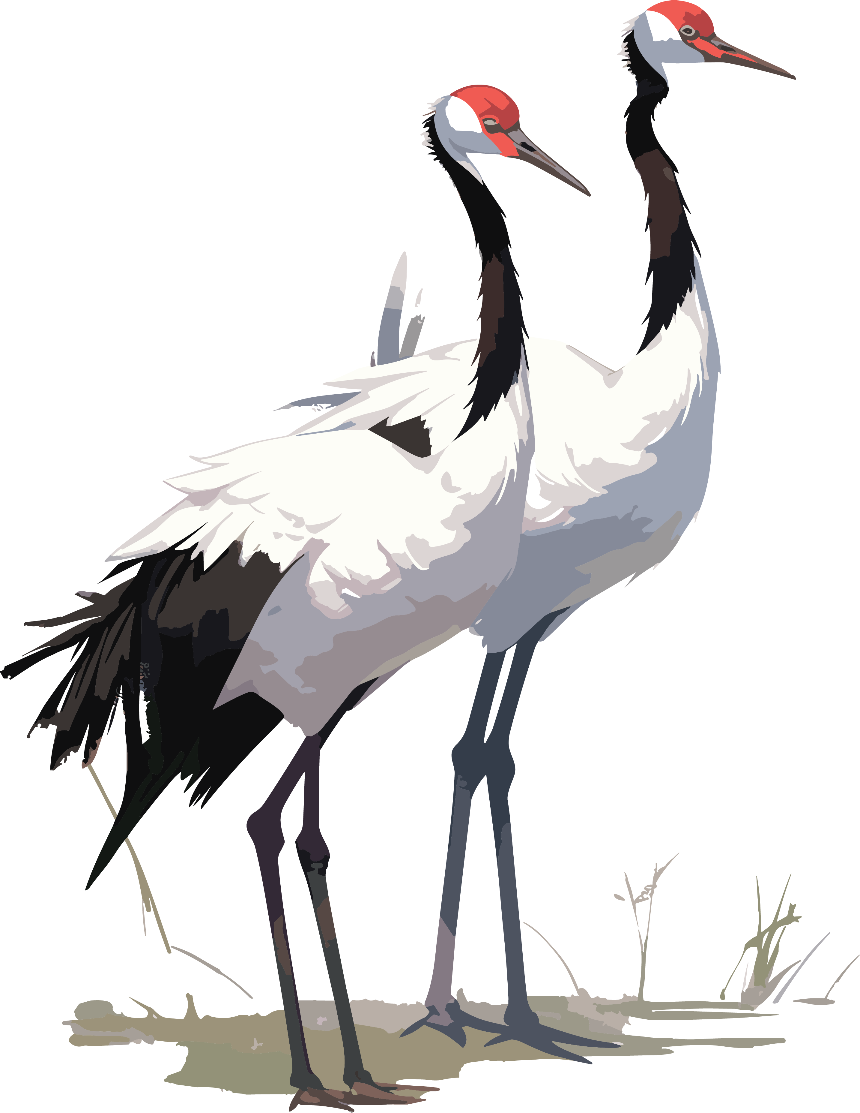 Illustration design of the white-naped crane