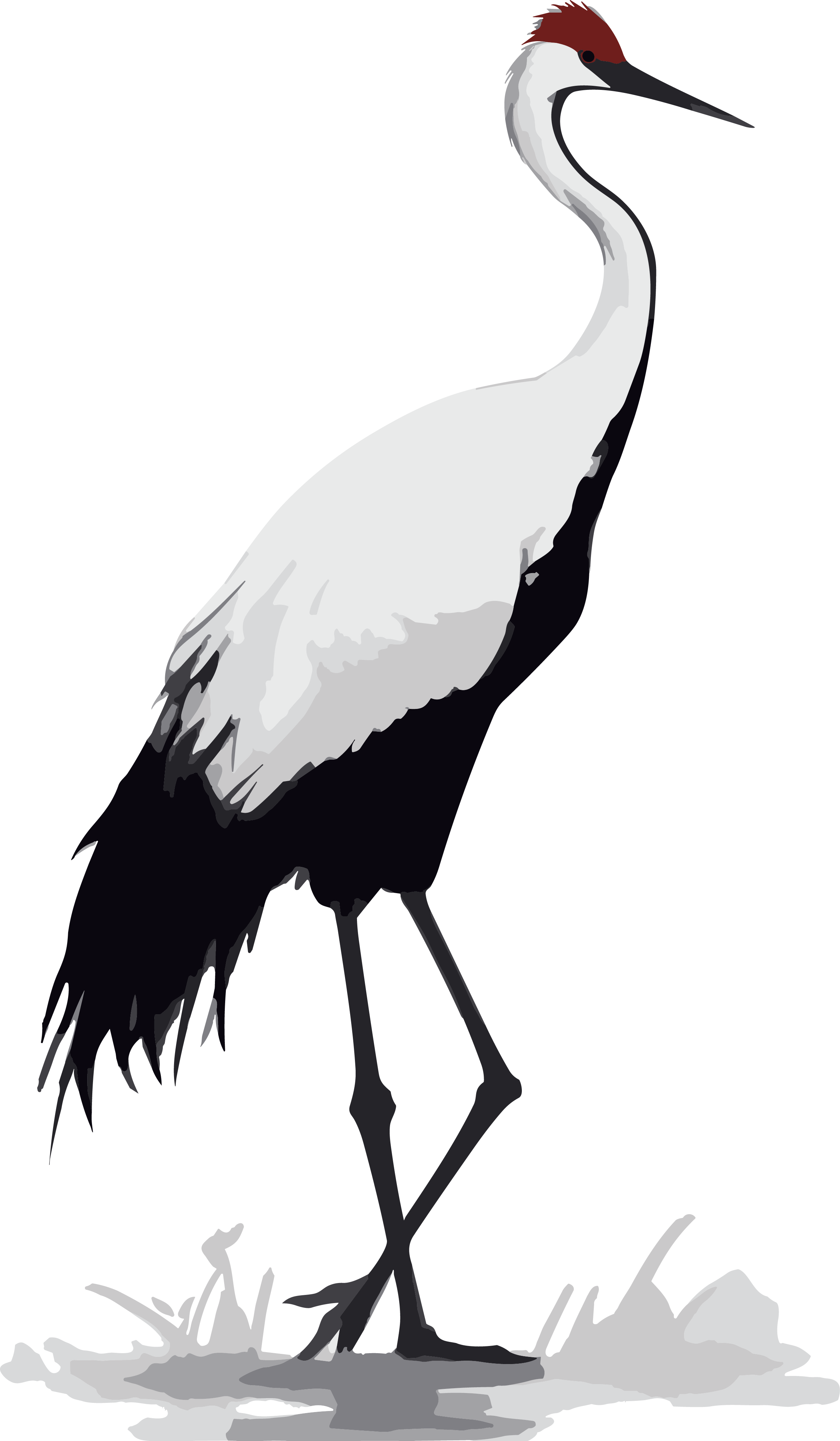 Red-crowned crane standing by the water in autumn PNG element