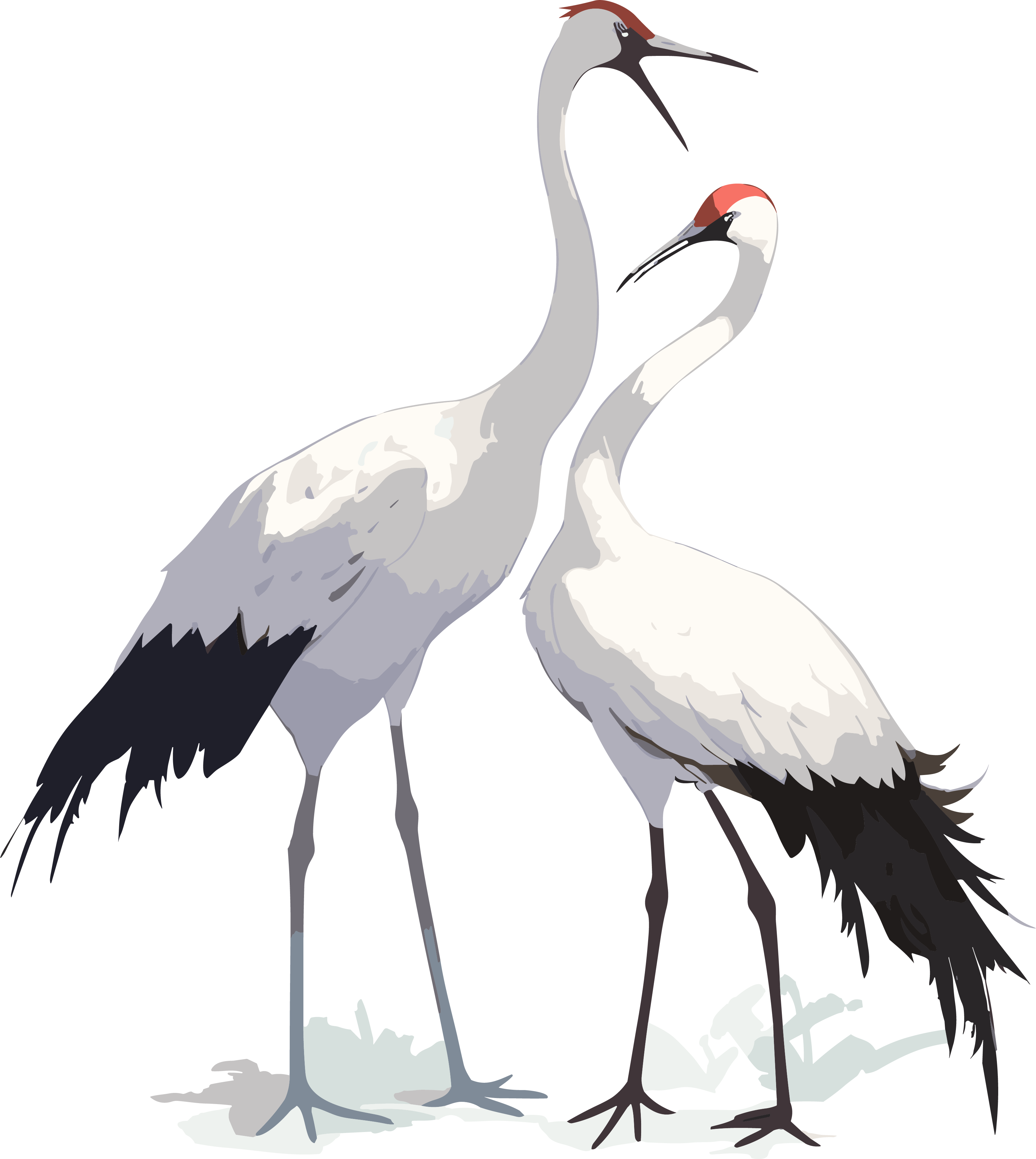Dance of the Crane in Ink Wash Painting