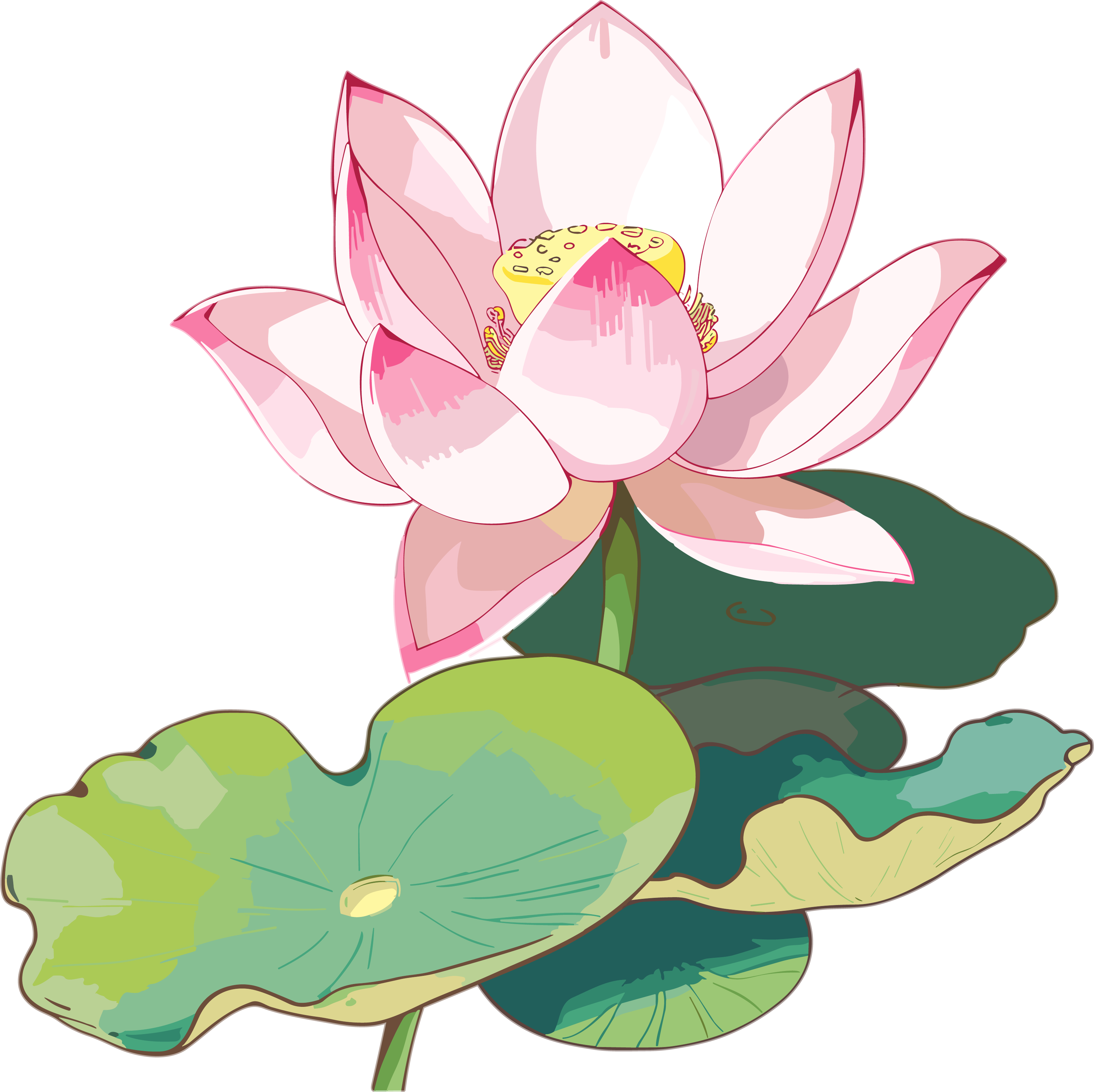 Beautiful lotus illustration materials in nature