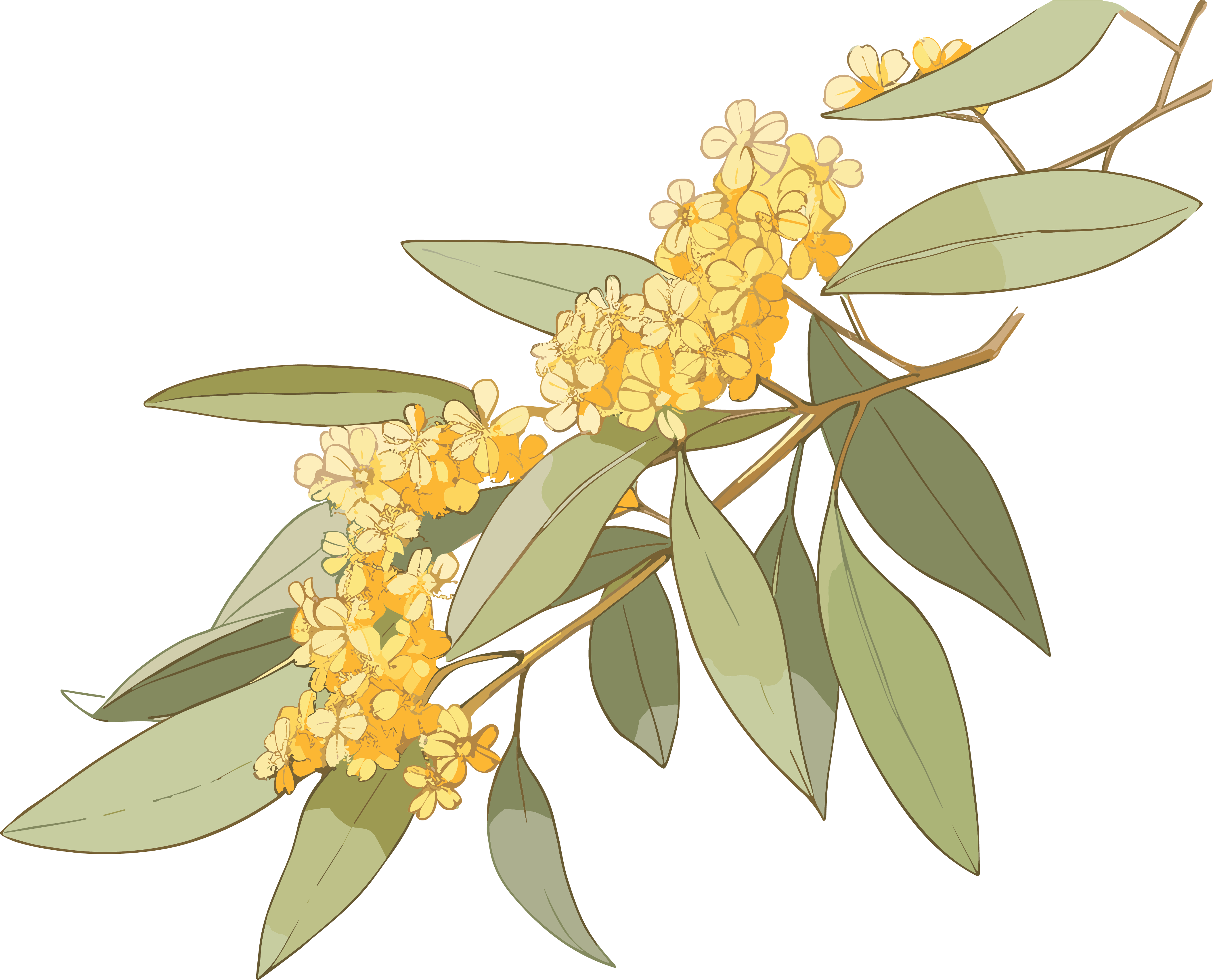 Transparent Background Autumn Osmanthus Hand-painted Material