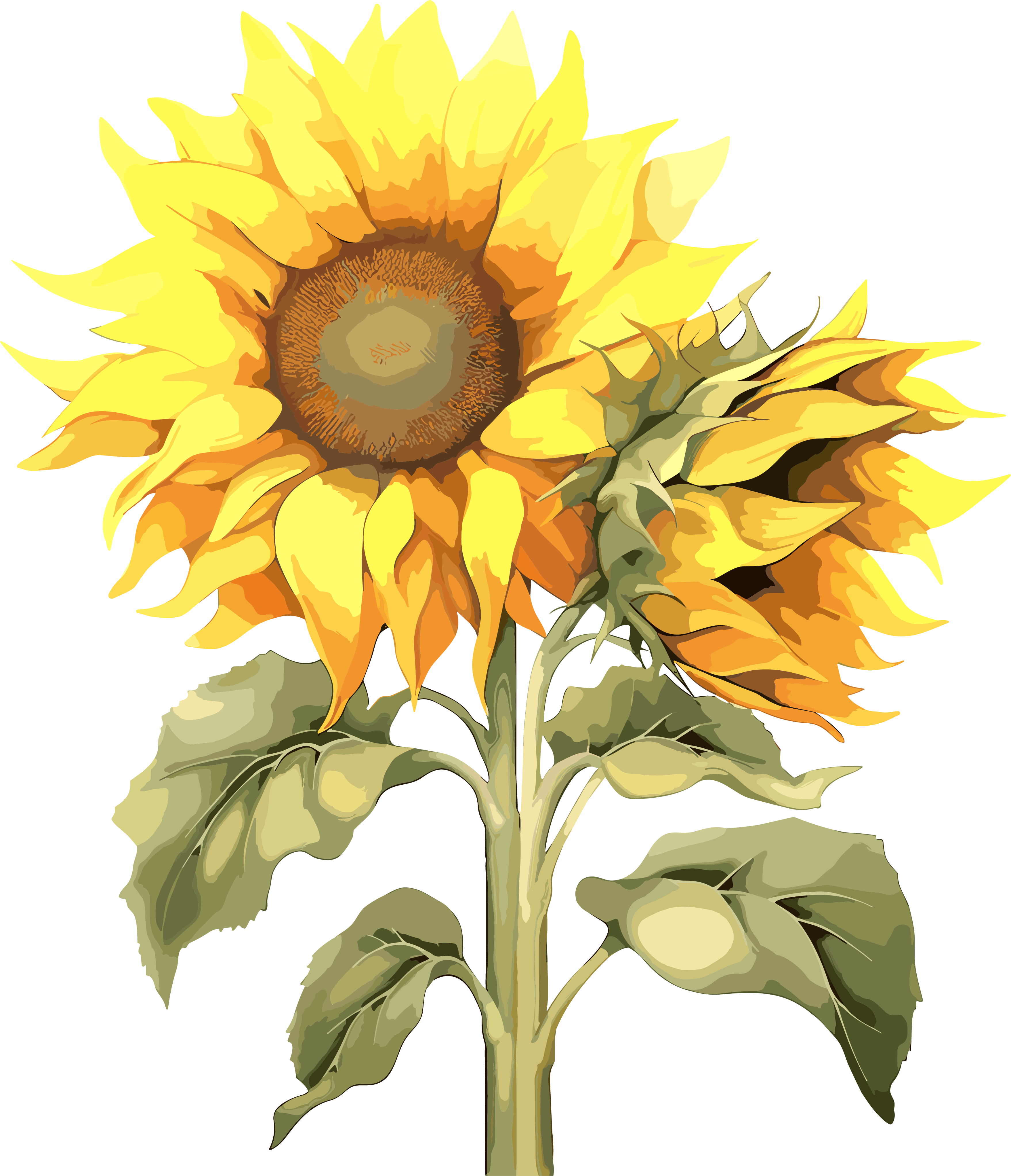 Vibrant illustration of two sunflowers
