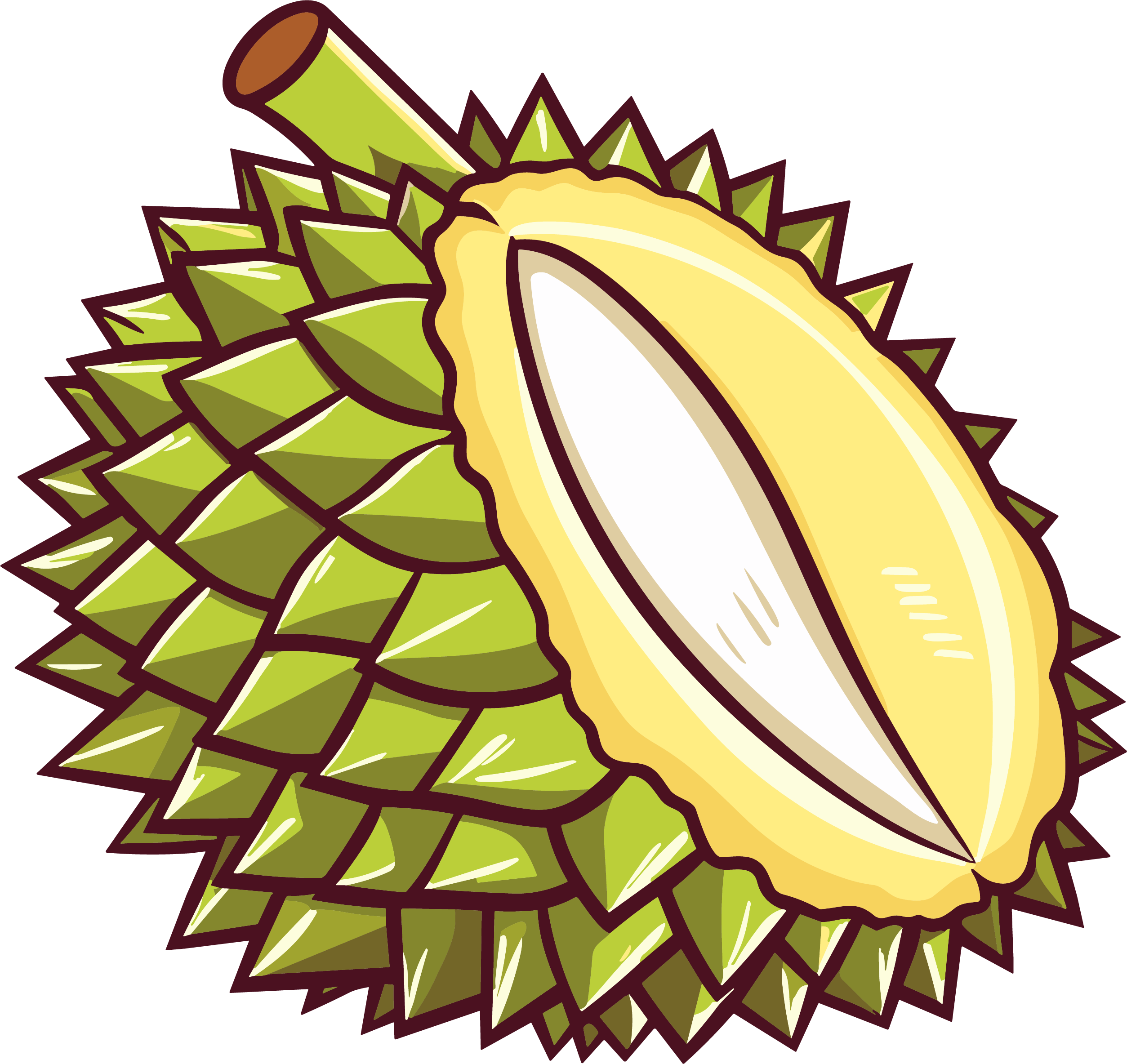 Durian fruit vector illustration