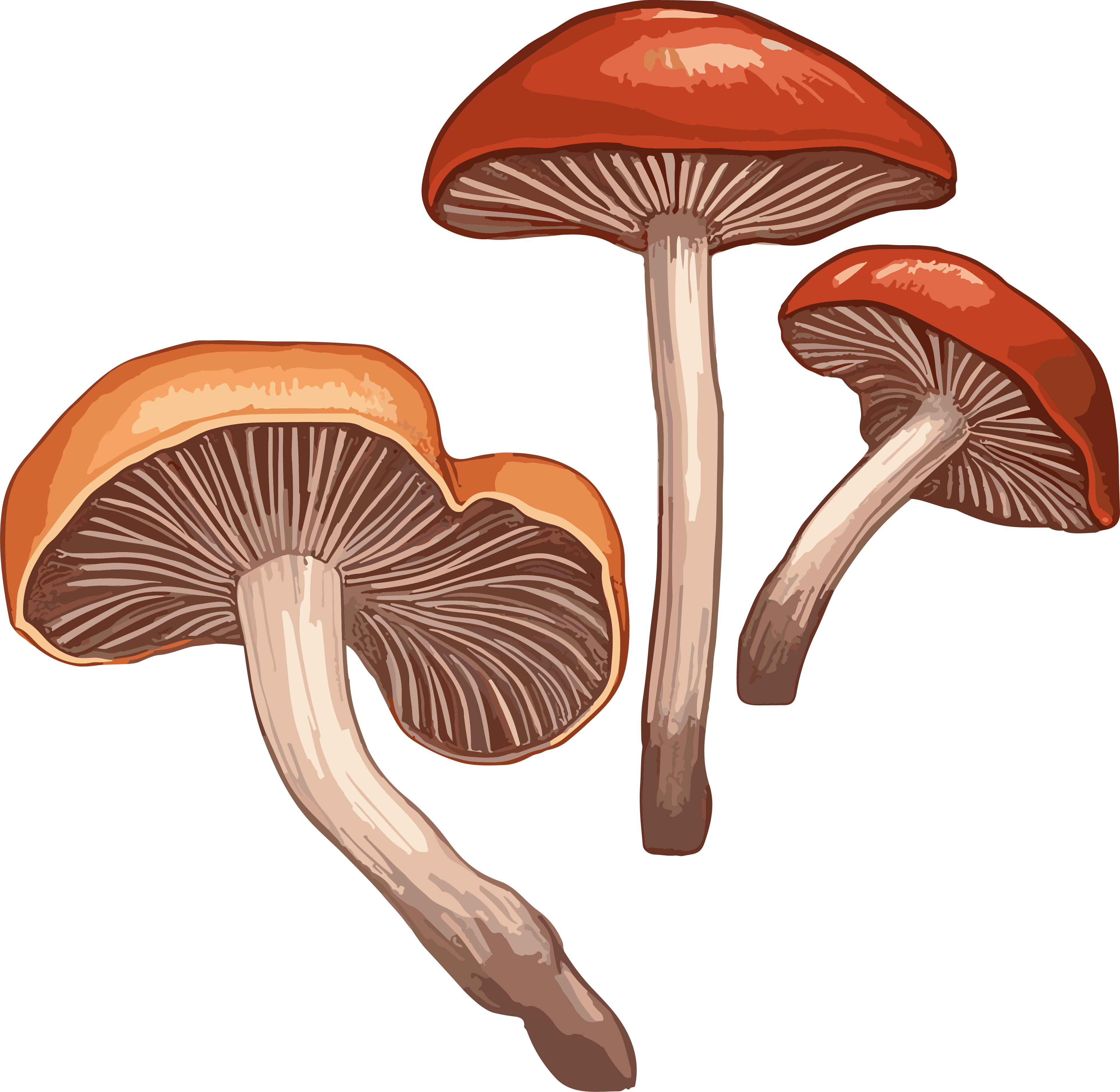 Illustration of reishi mushroom in white background with light chestnut and light brown style