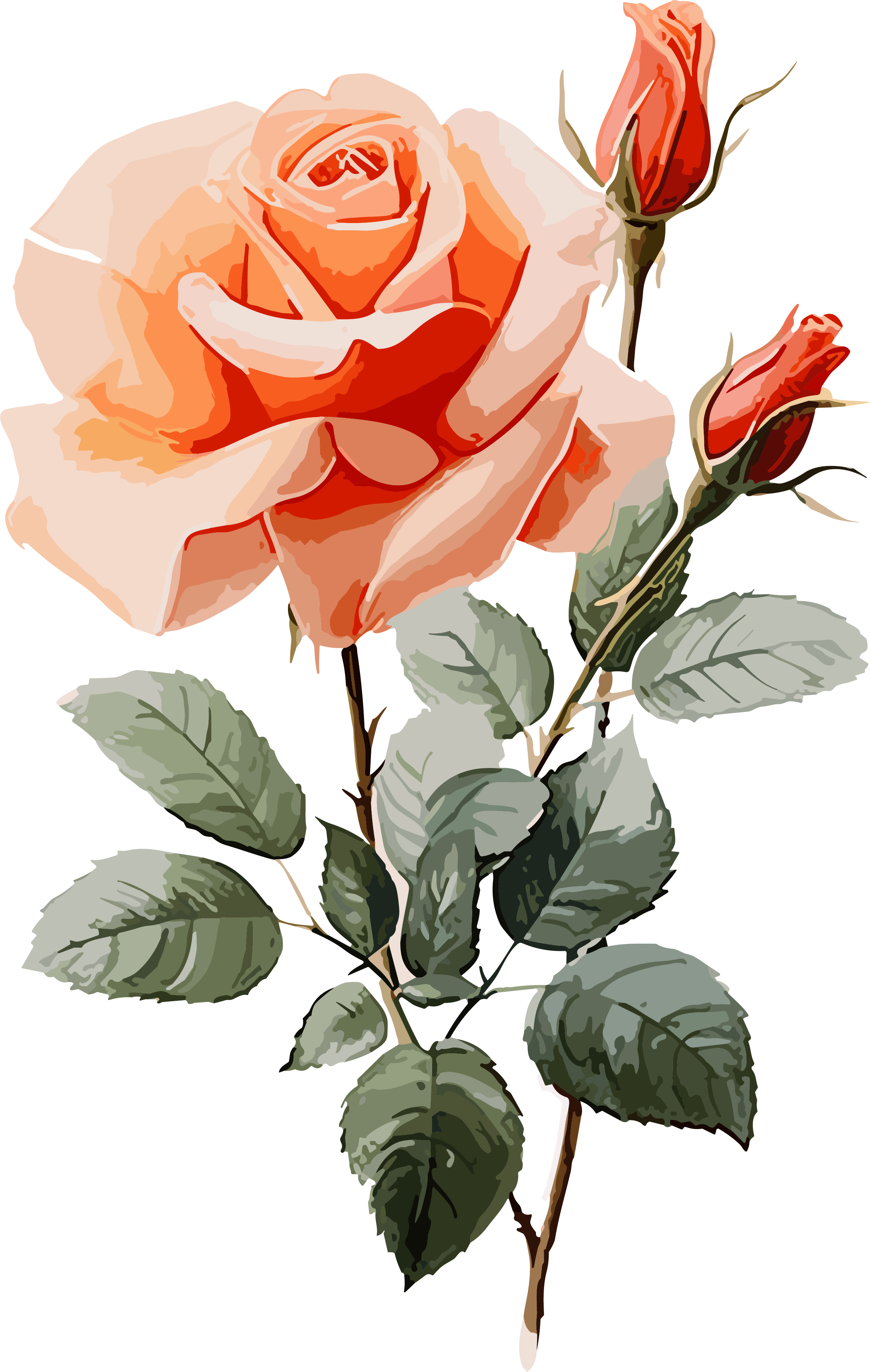 Champagne-colored rose high-definition illustration on a white background