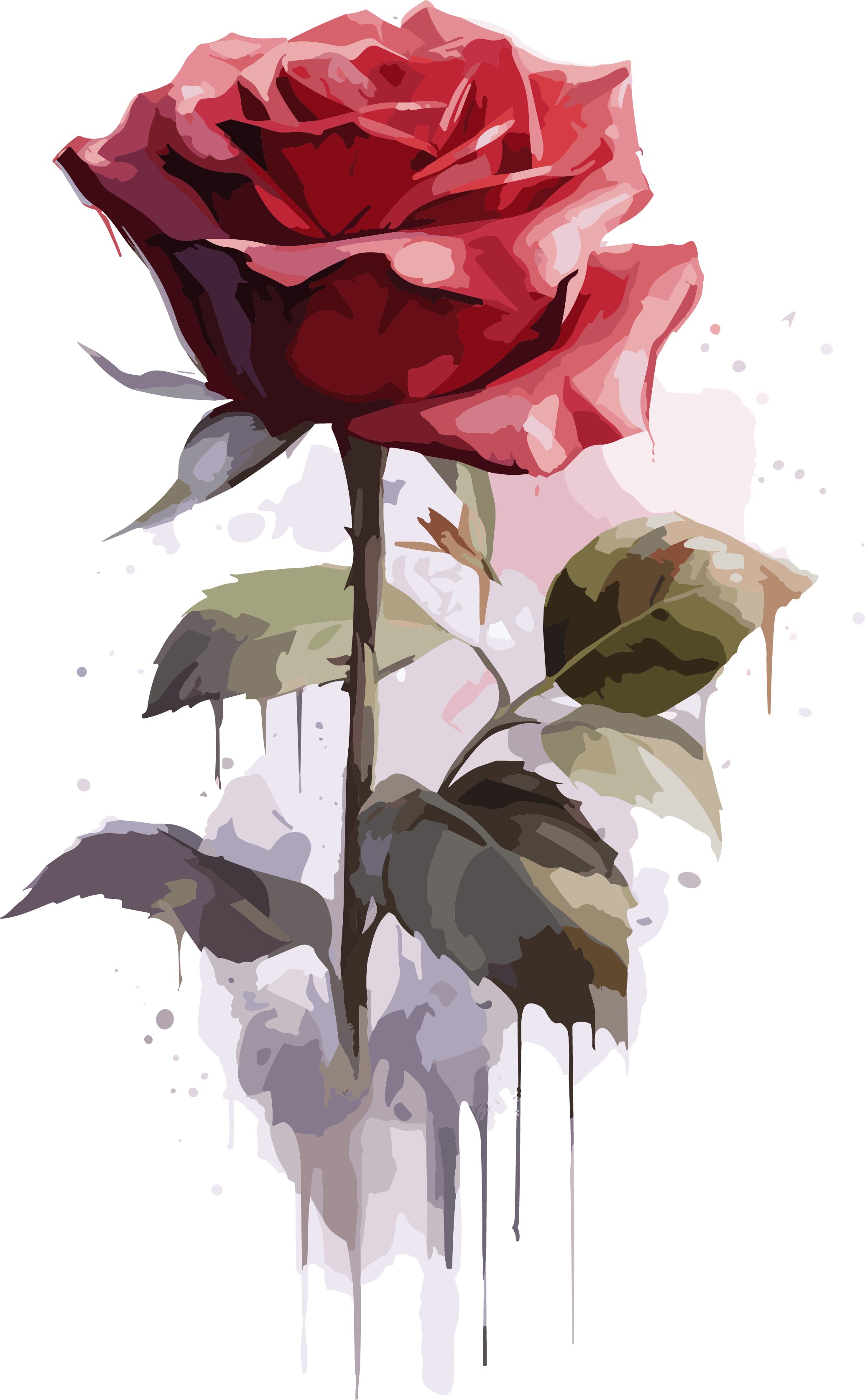 Beautiful rose illustration with a transparent background