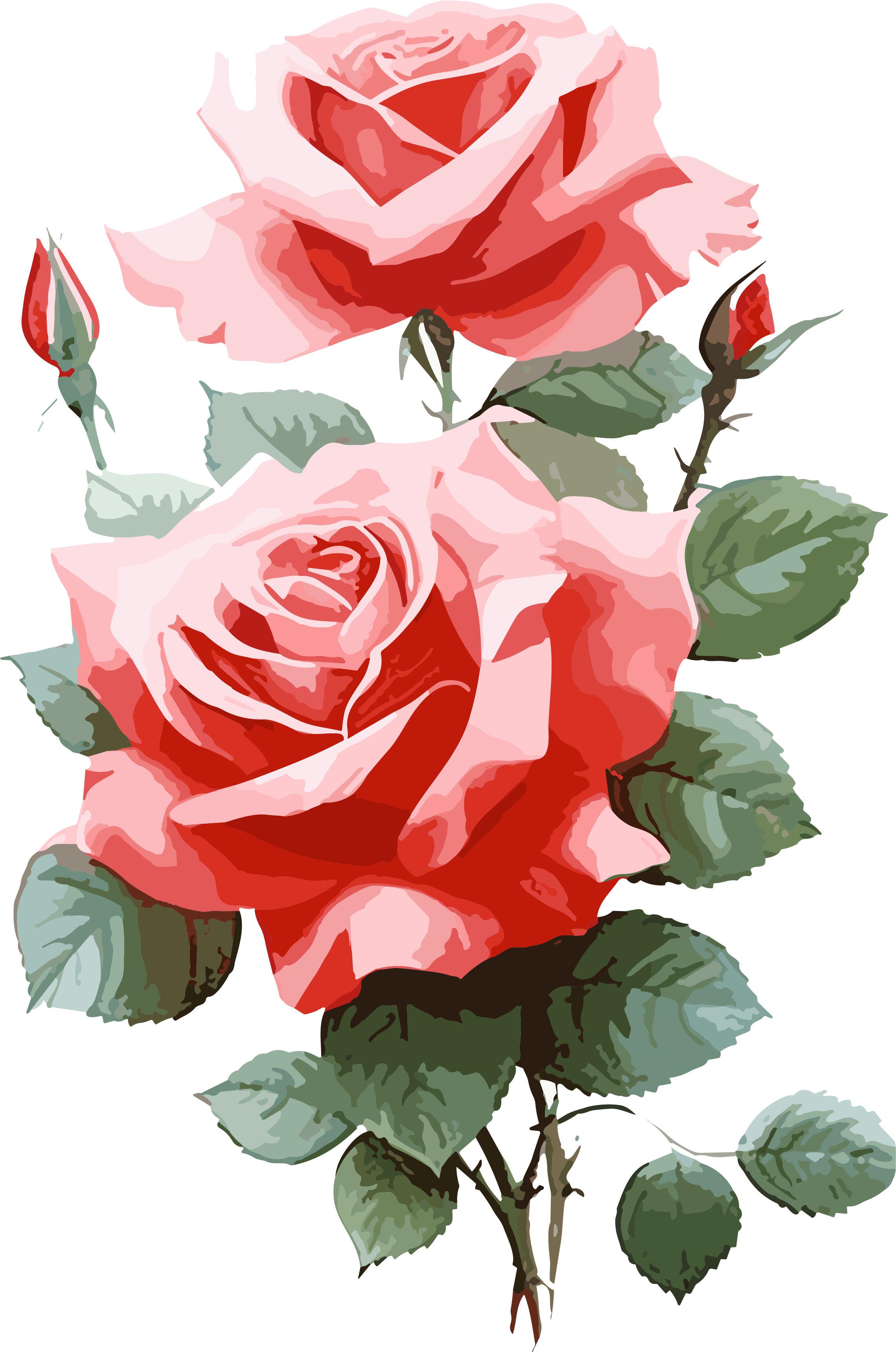 Red Rose Commercial Design Illustration