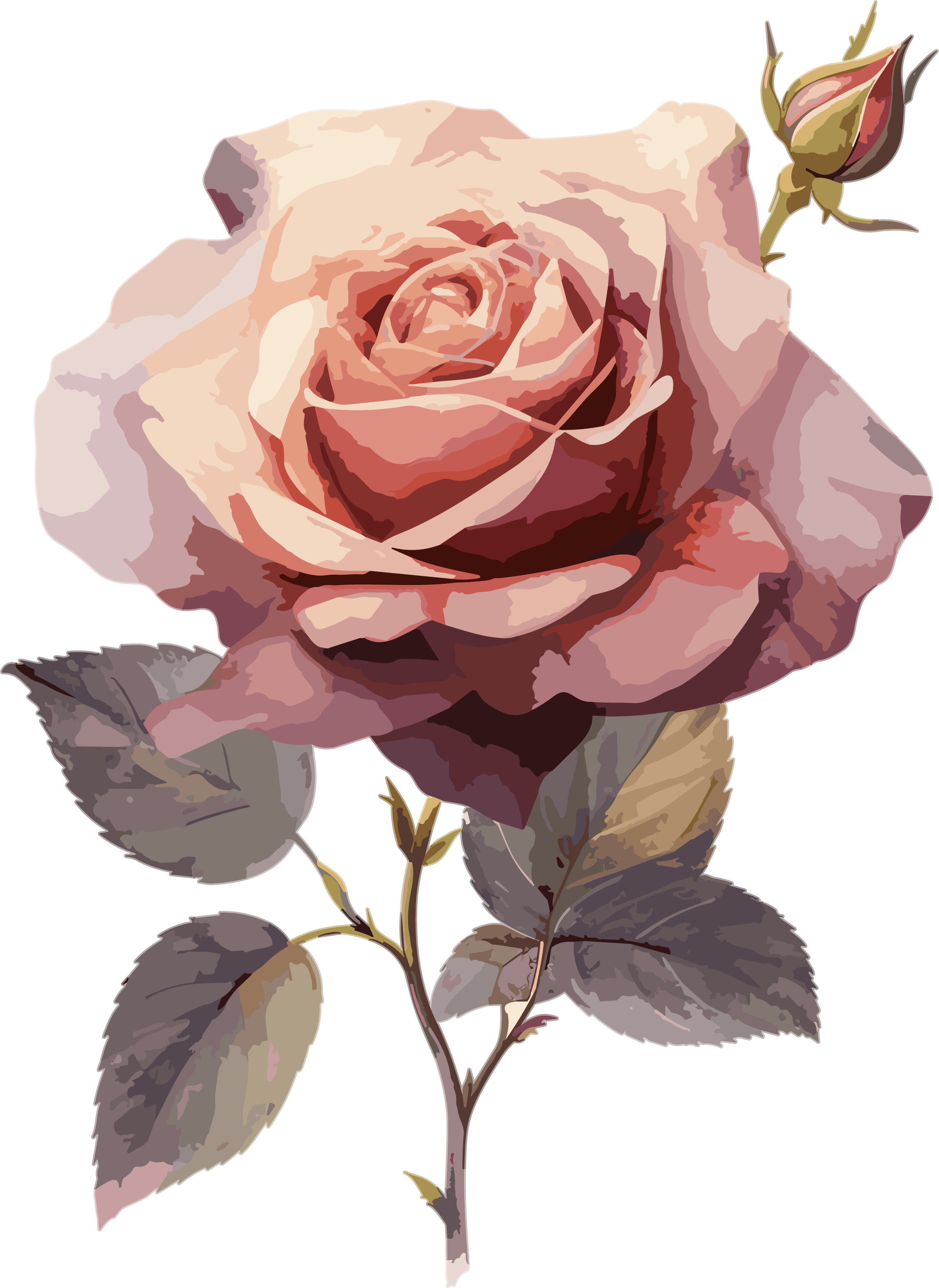 Illustration material of a rose flower