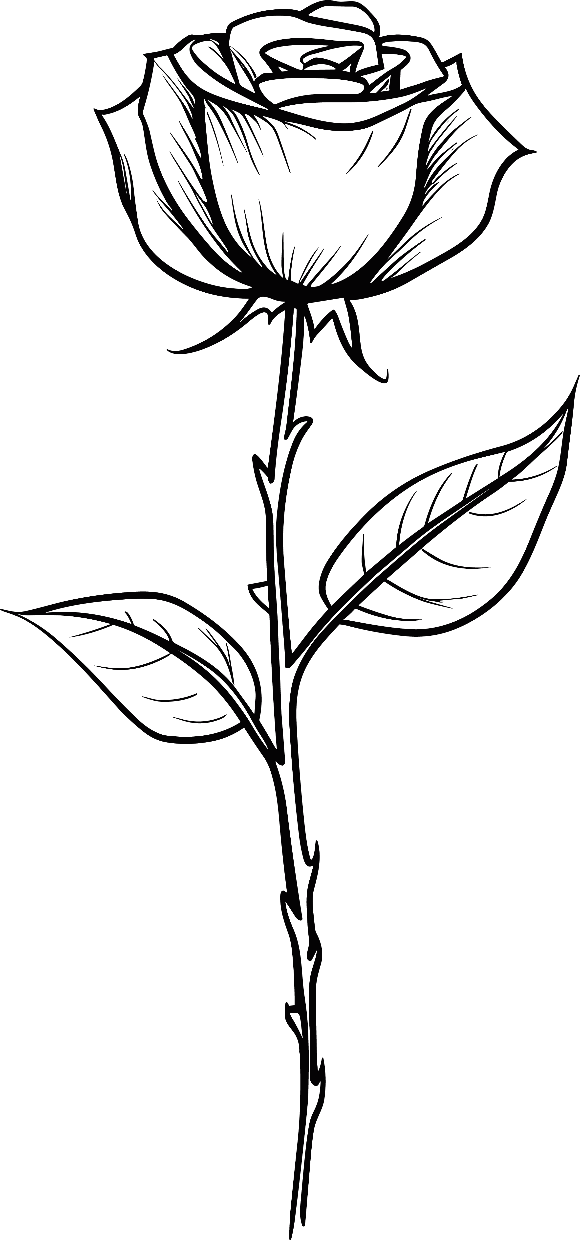 Business design black and white hand-drawn line art with thorny rose flower material