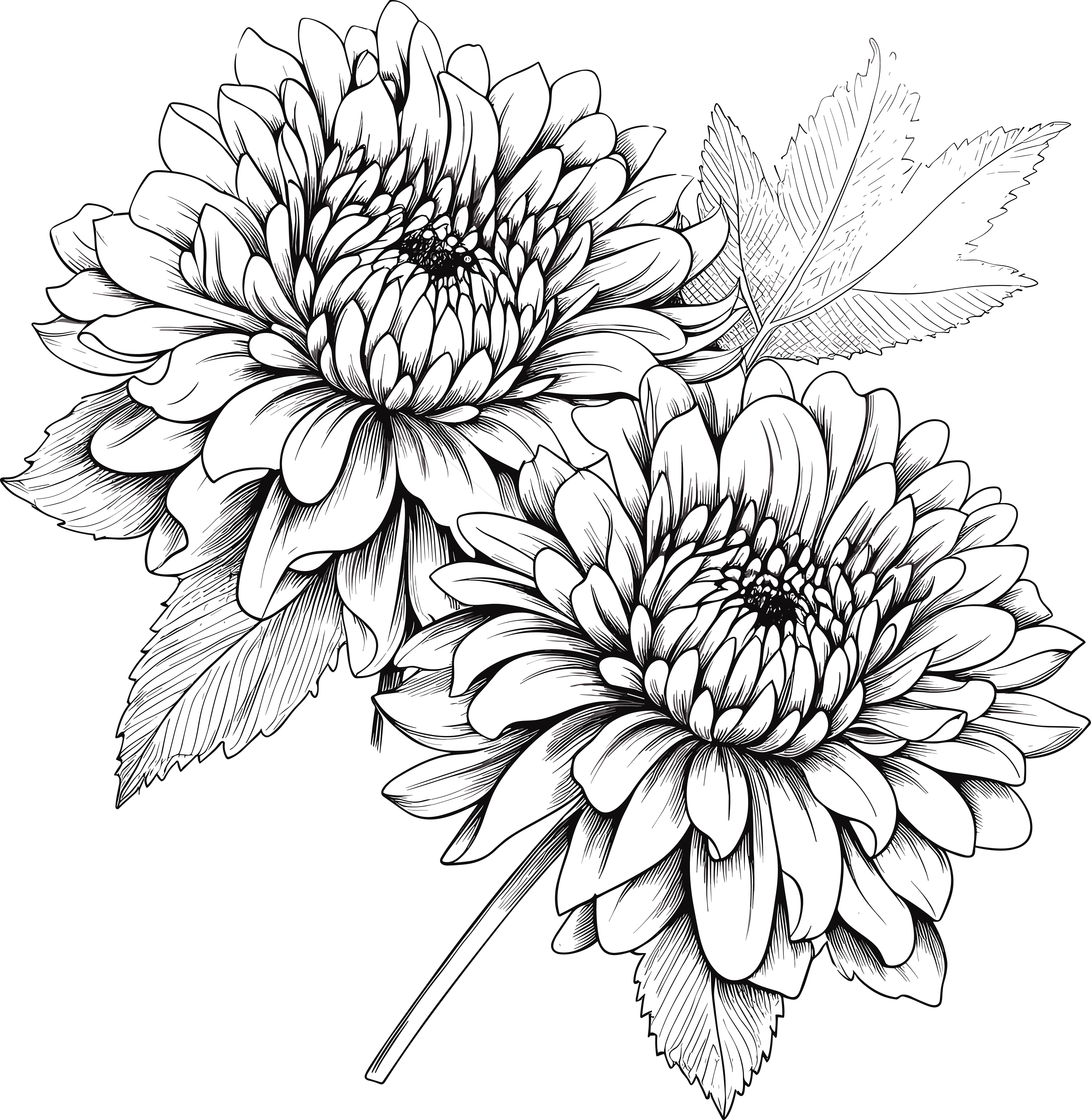 Black and white hand-drawn line illustration of a chrysanthemum