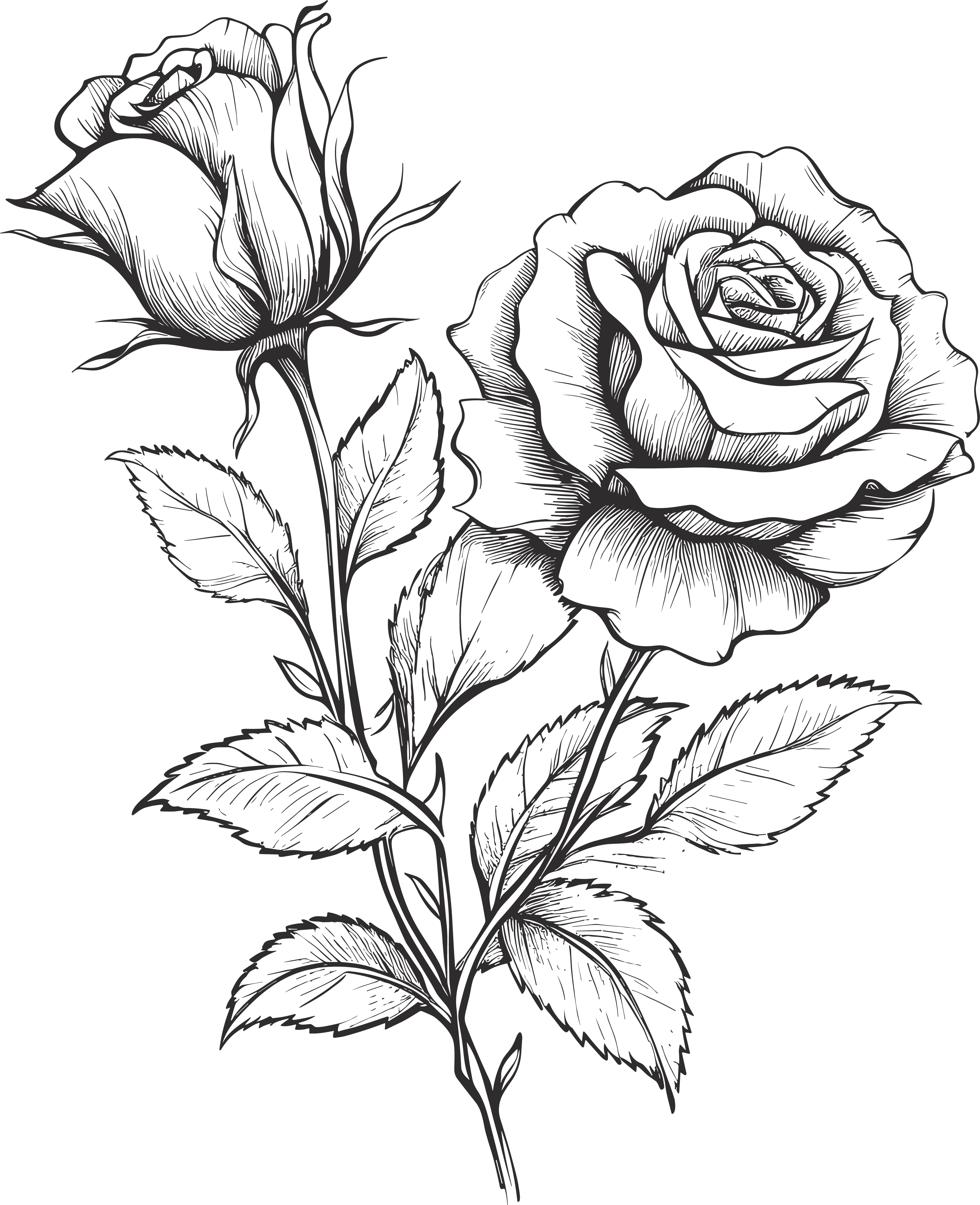 Black and white hand-drawn line art rose flower material