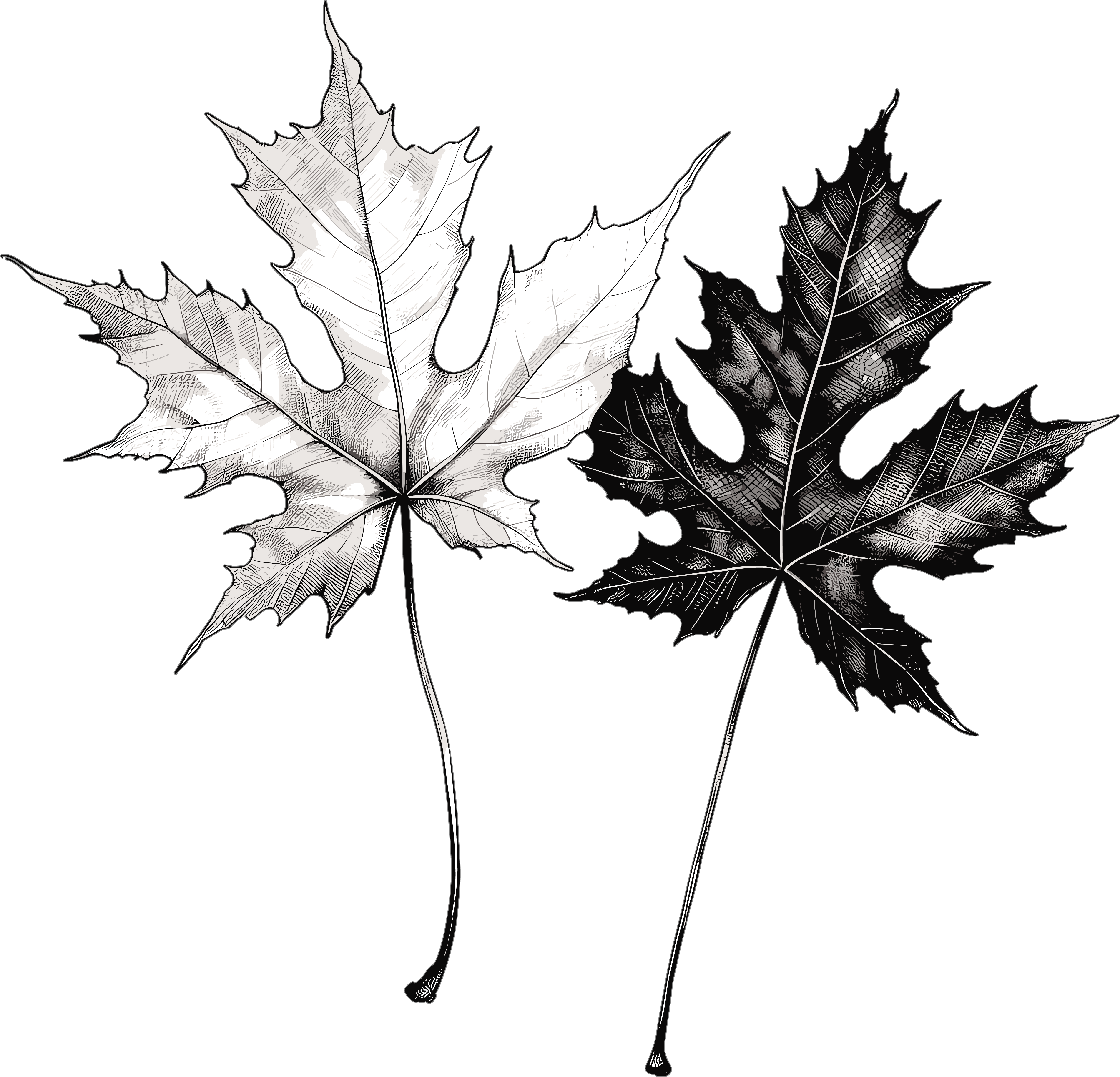 Commercially usable black and white hand-drawn line art maple leaf material
