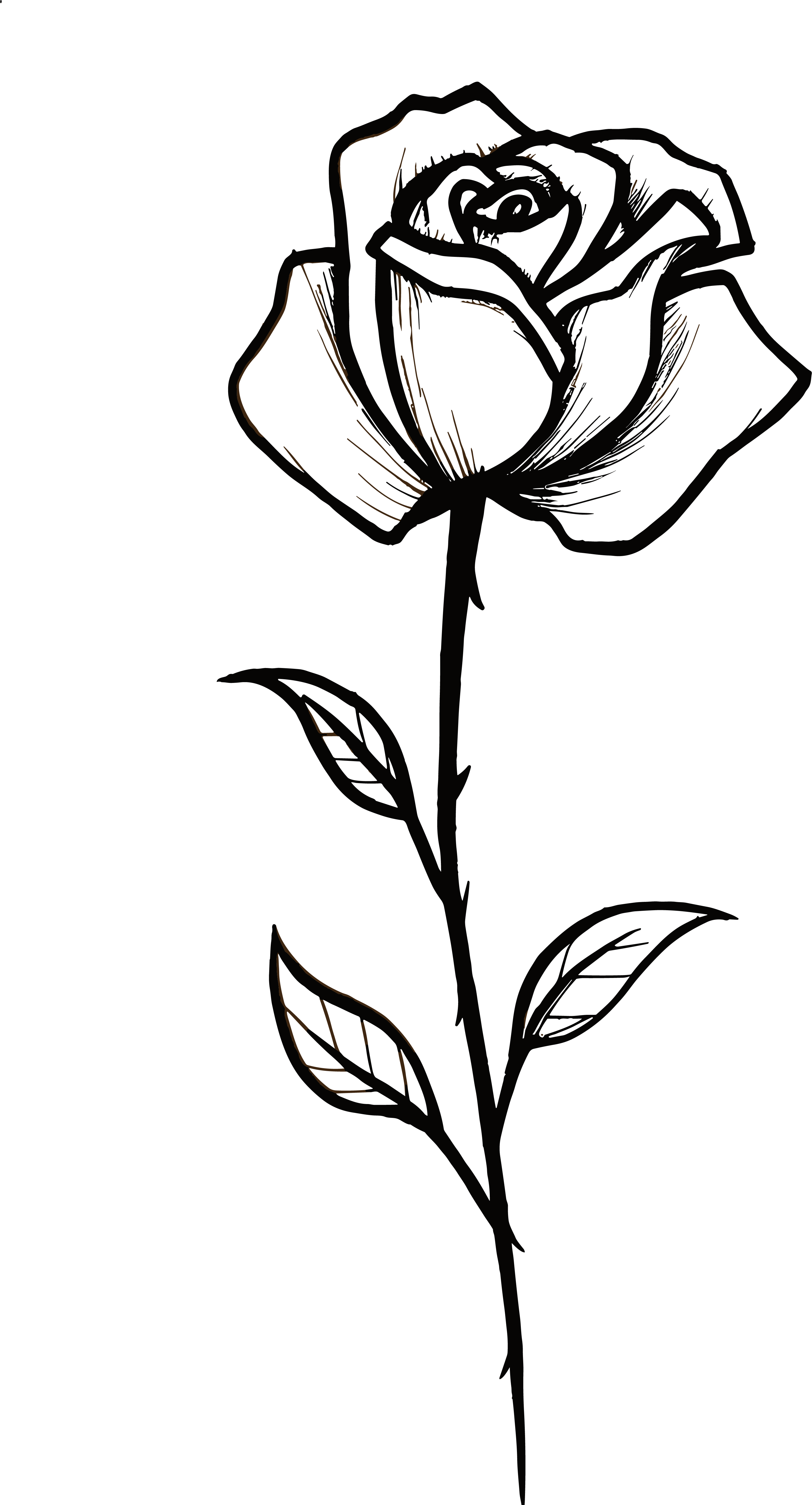 Black and white hand-drawn single rose commercial illustration