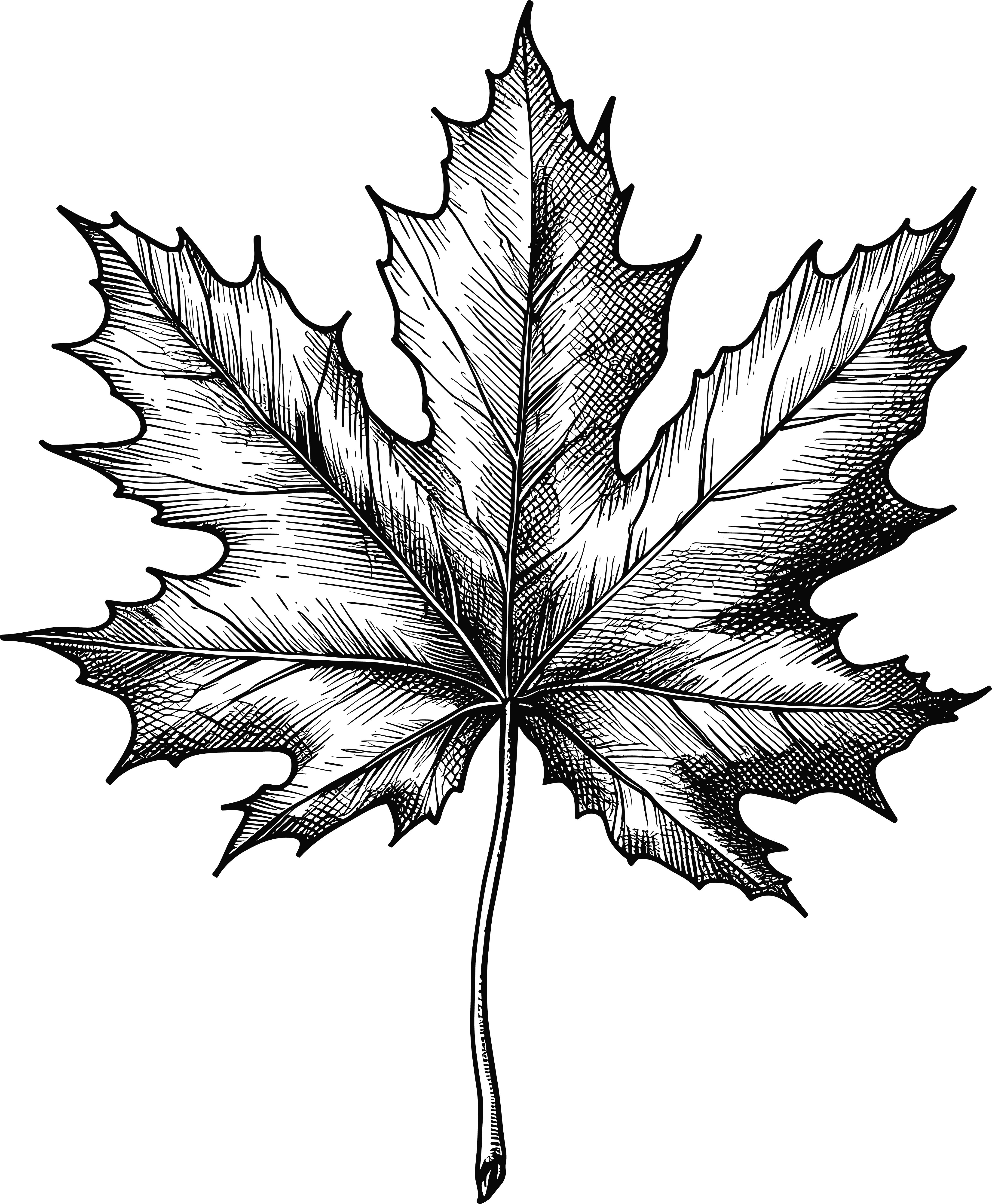 Black and white hand-drawn maple leaf commercial material