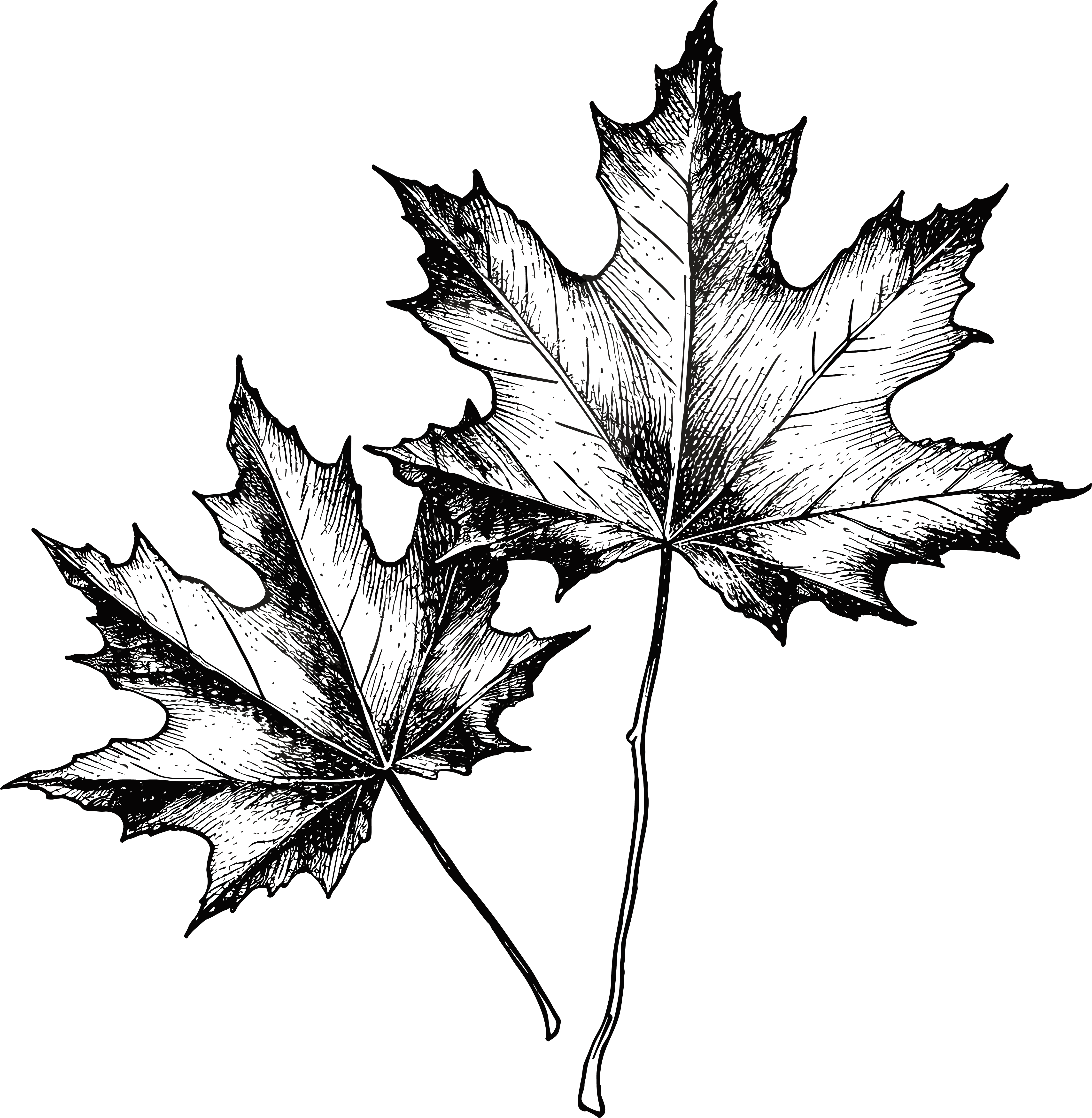 Black and white hand-drawn line art maple leaf monochrome illustration