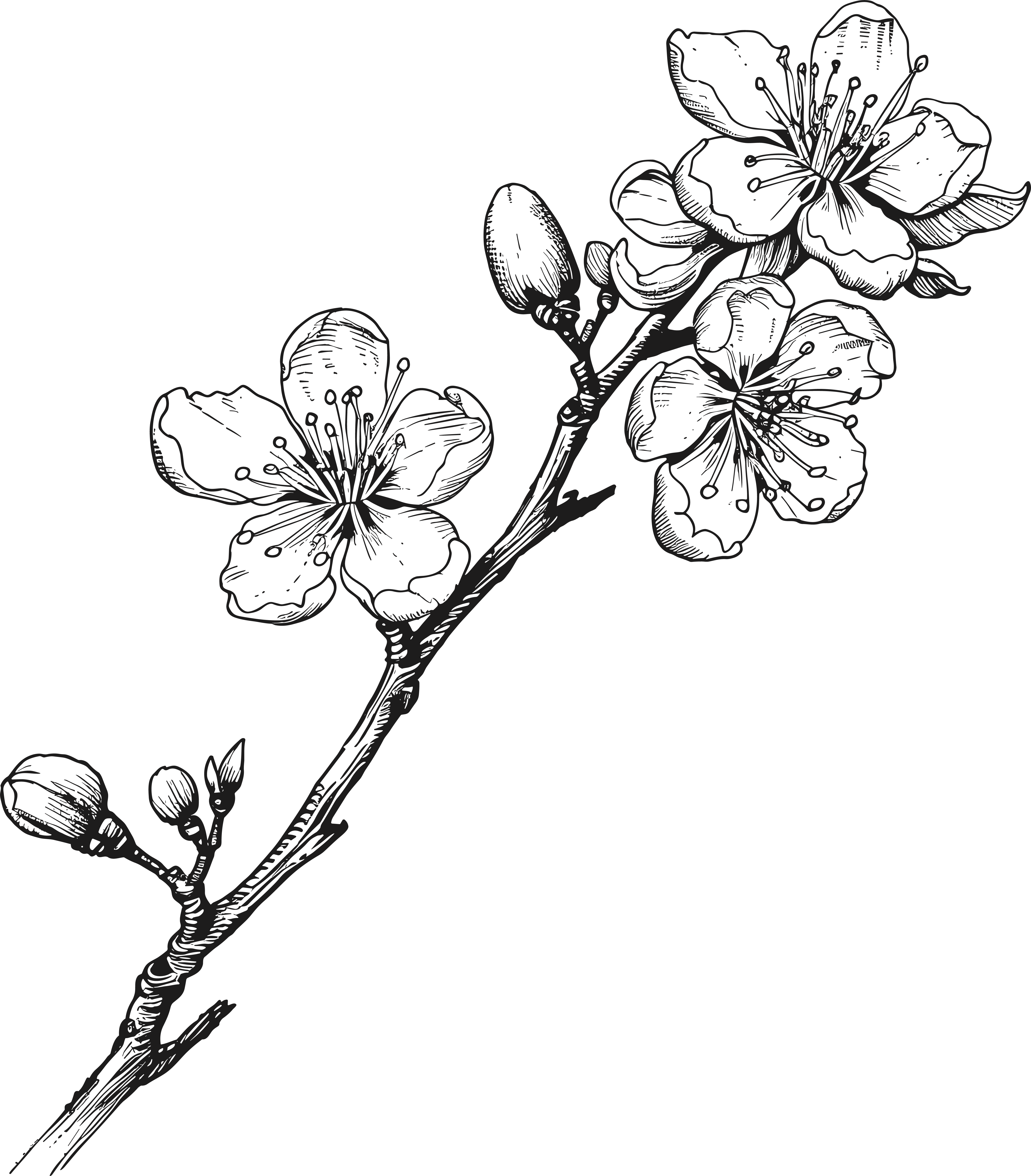 Black and white hand-drawn plum blossom material