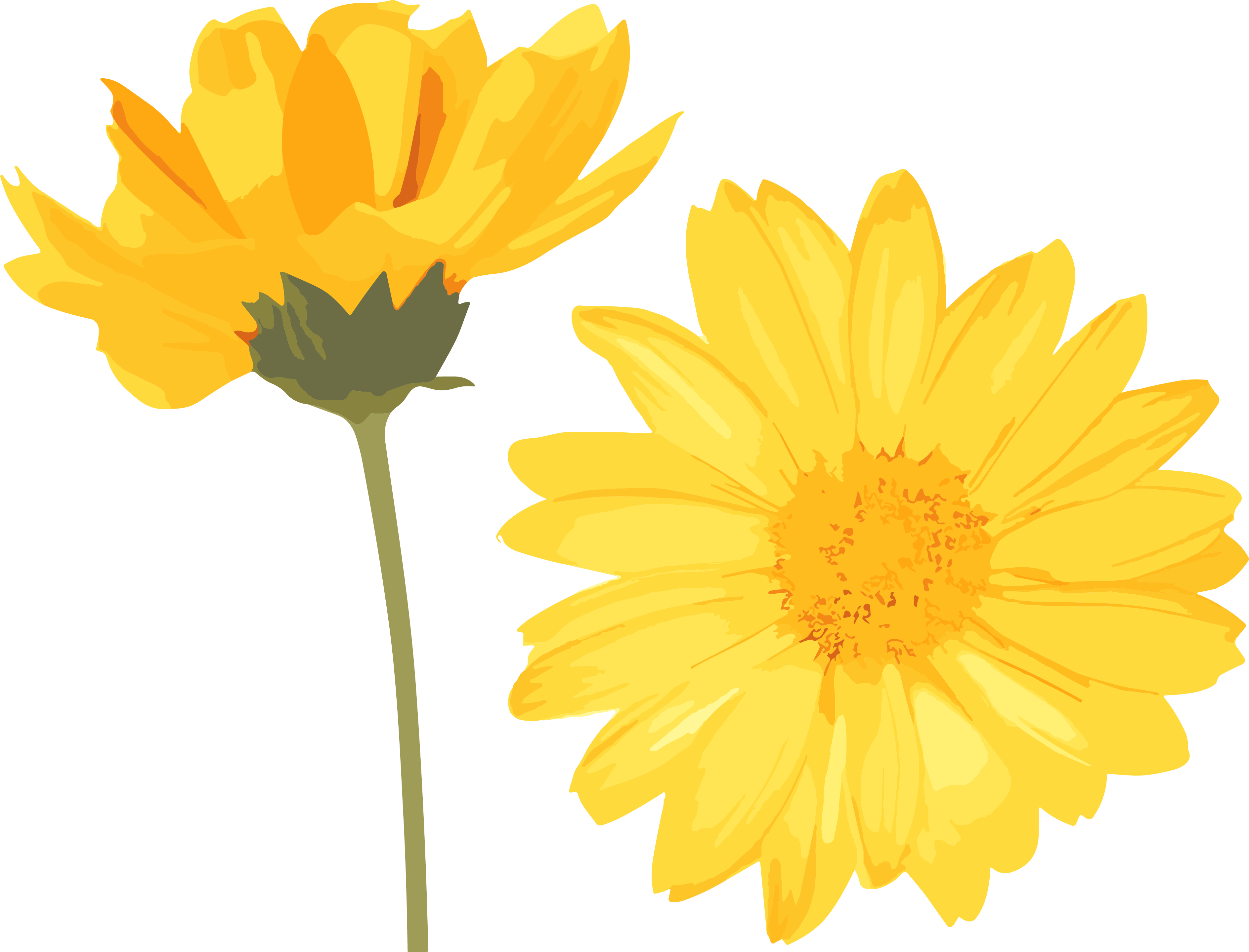 High-definition watercolor flower graphic material