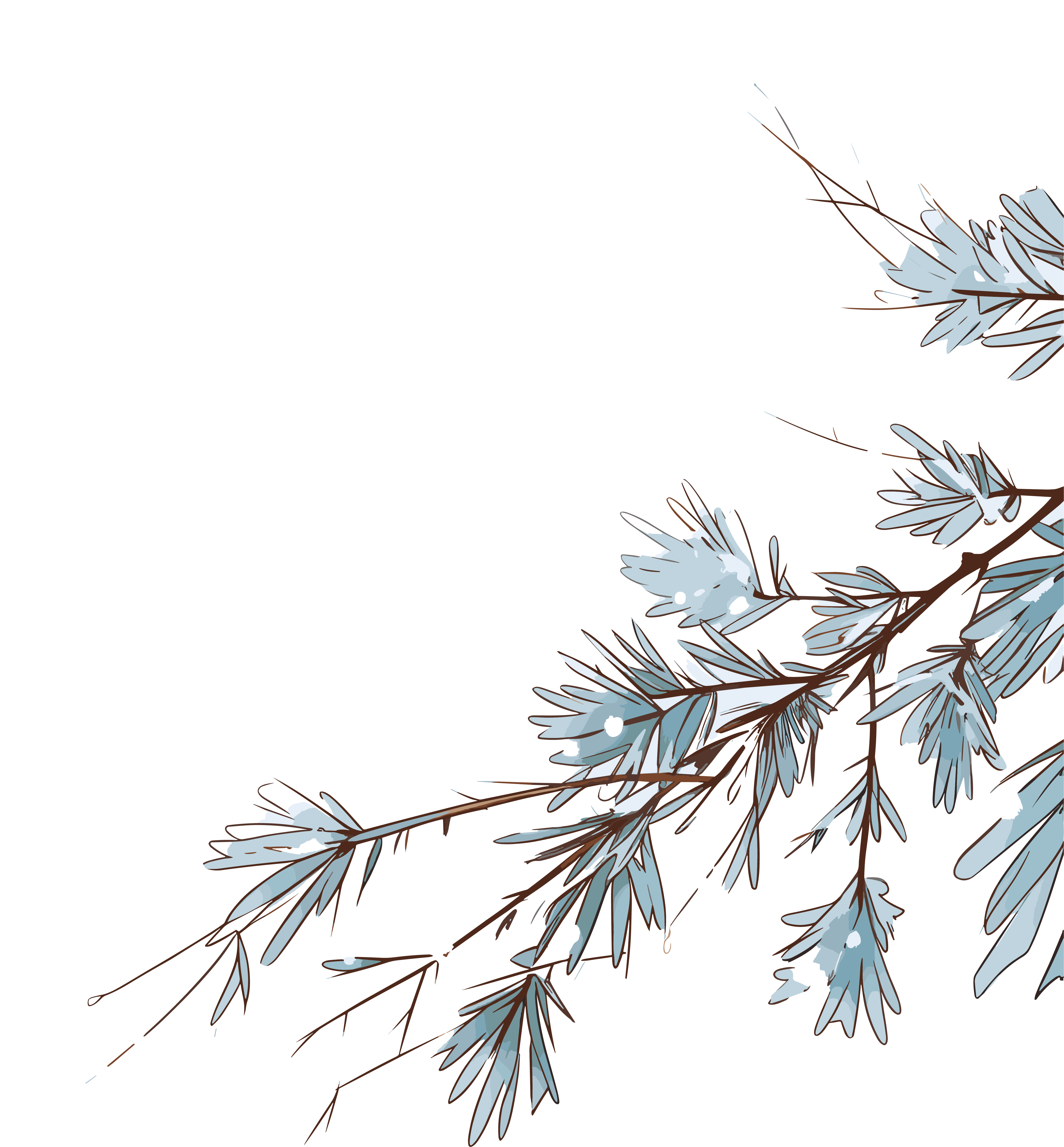 Illustration of Snow on Pine Branches