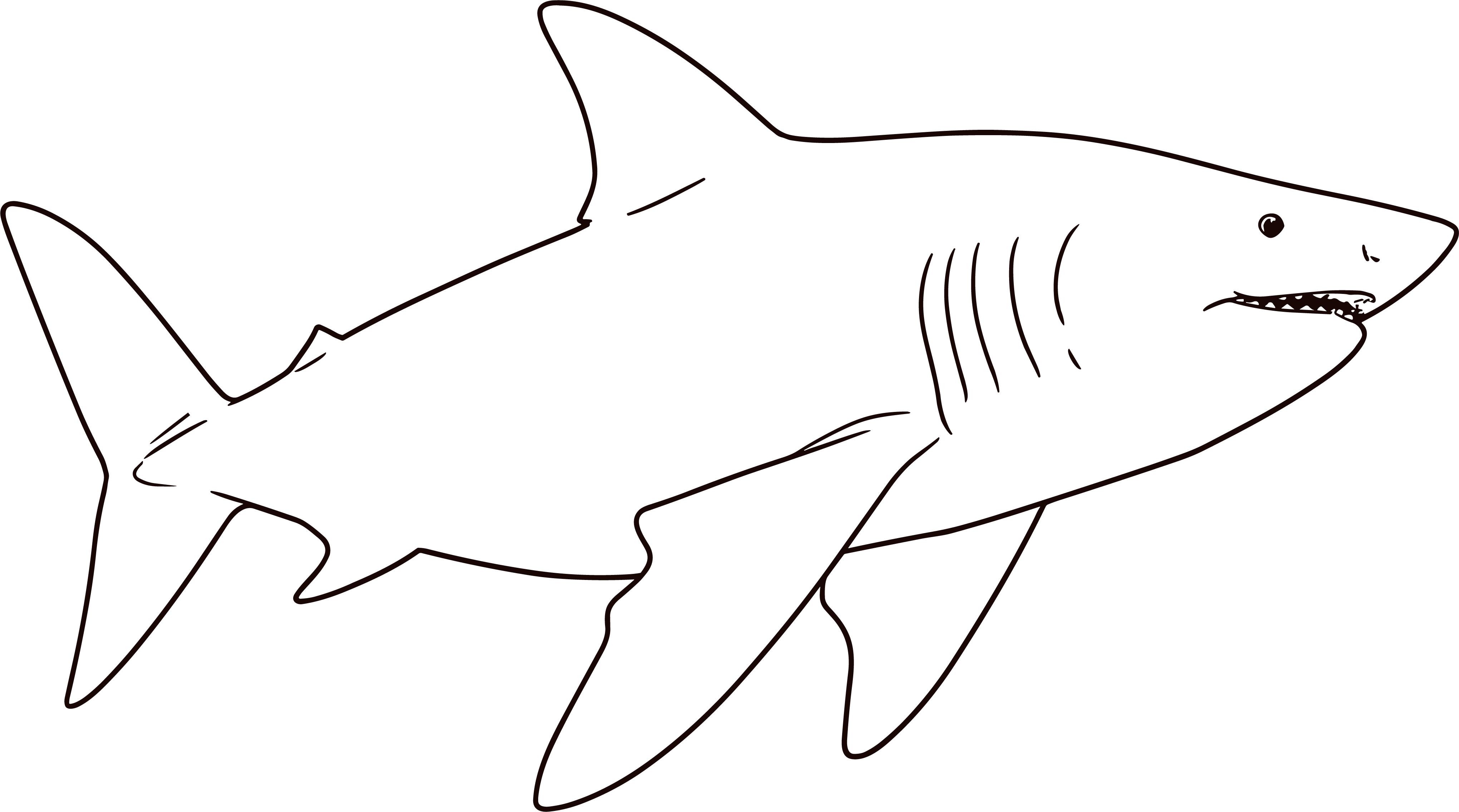 Shark doodle
