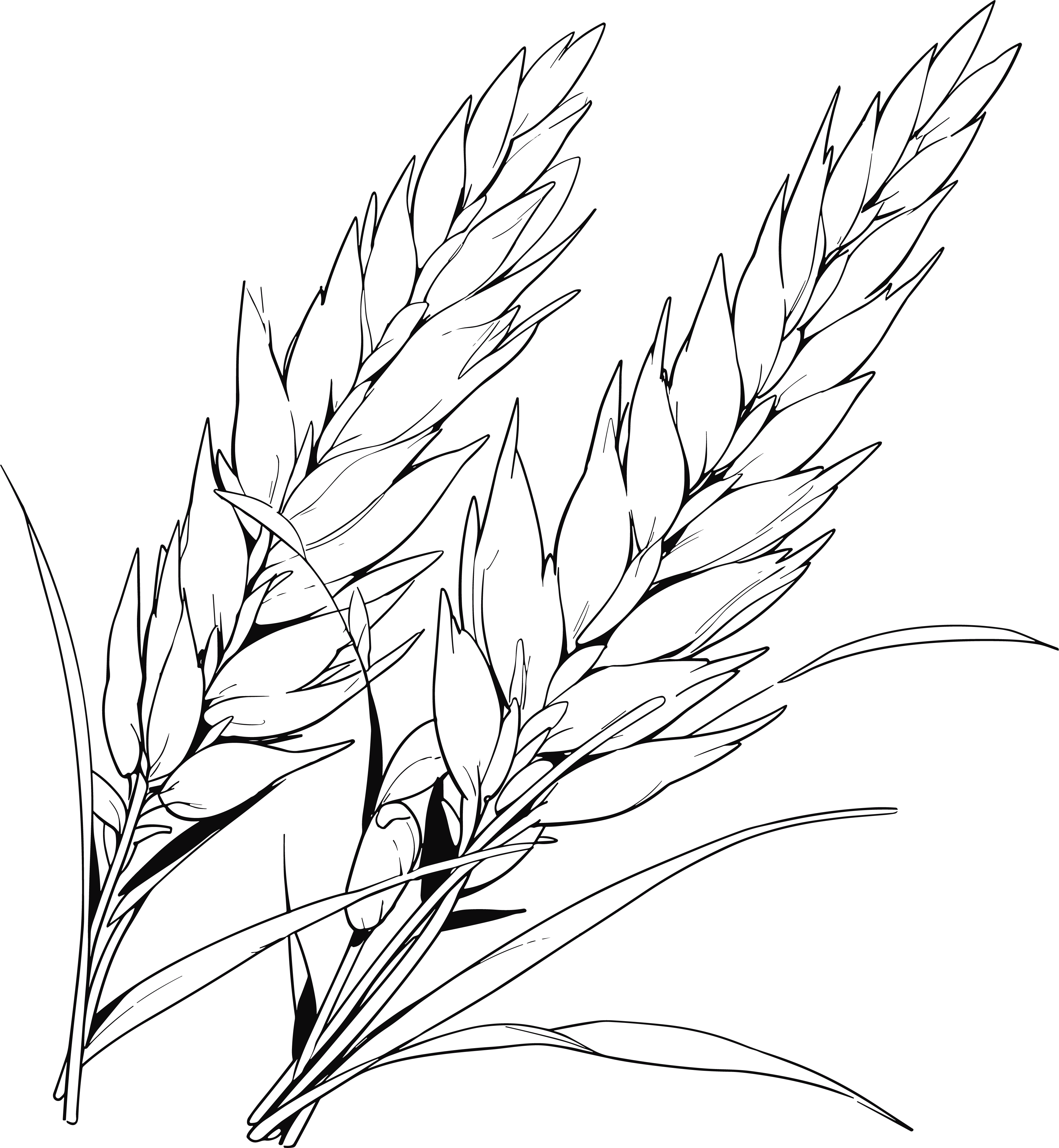Rice doodle