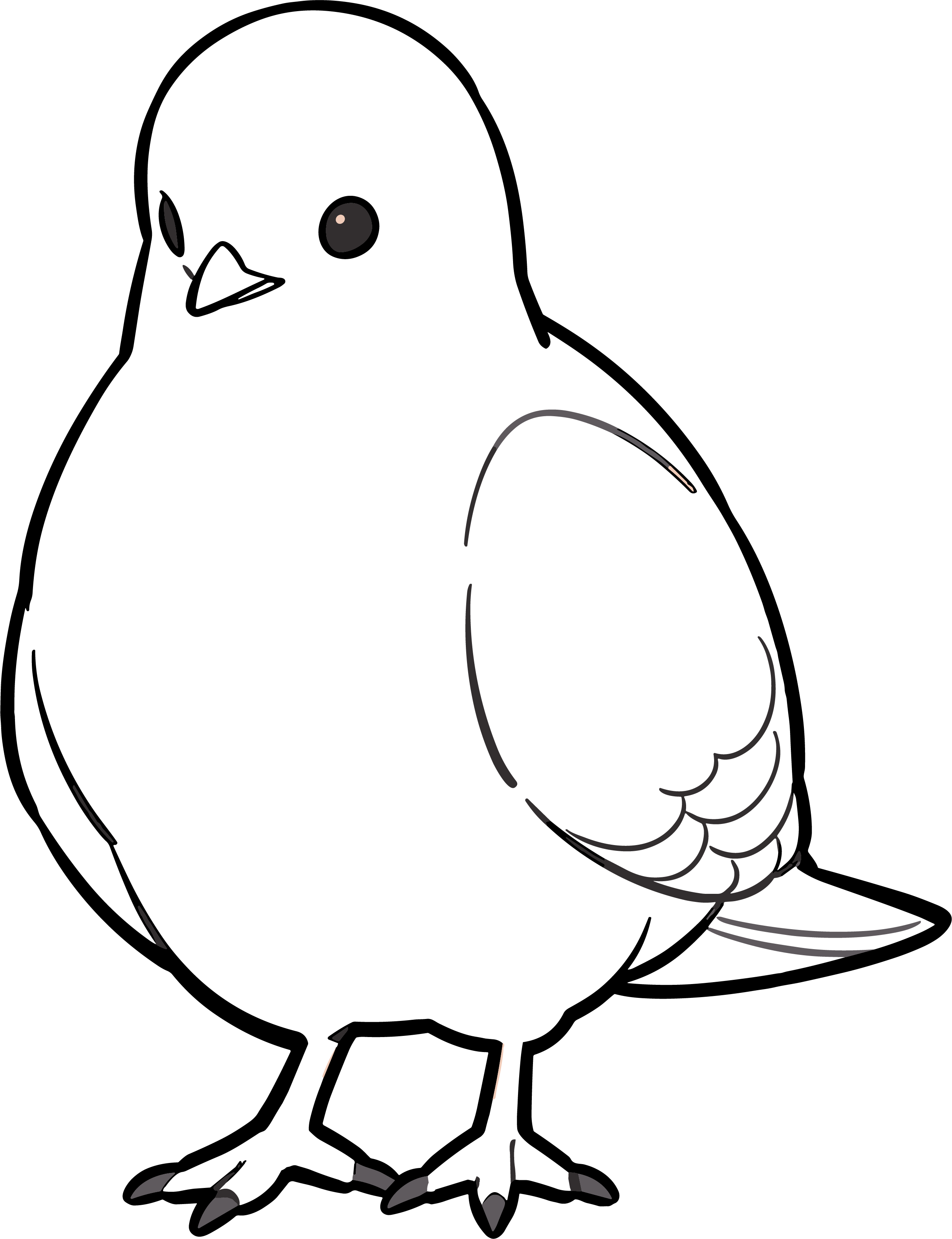 Pigeon Sketch