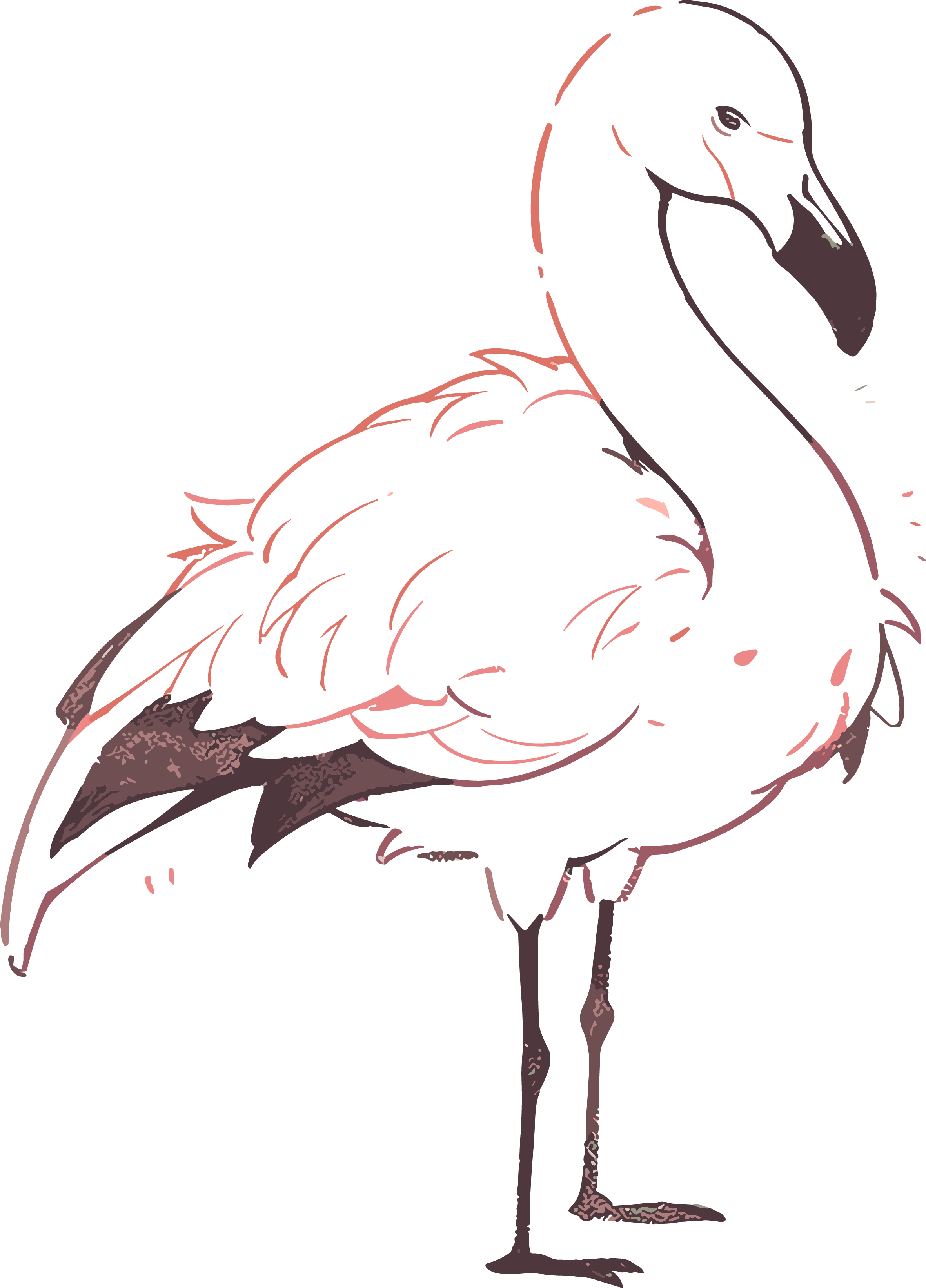 Collection of Animal Doodles
