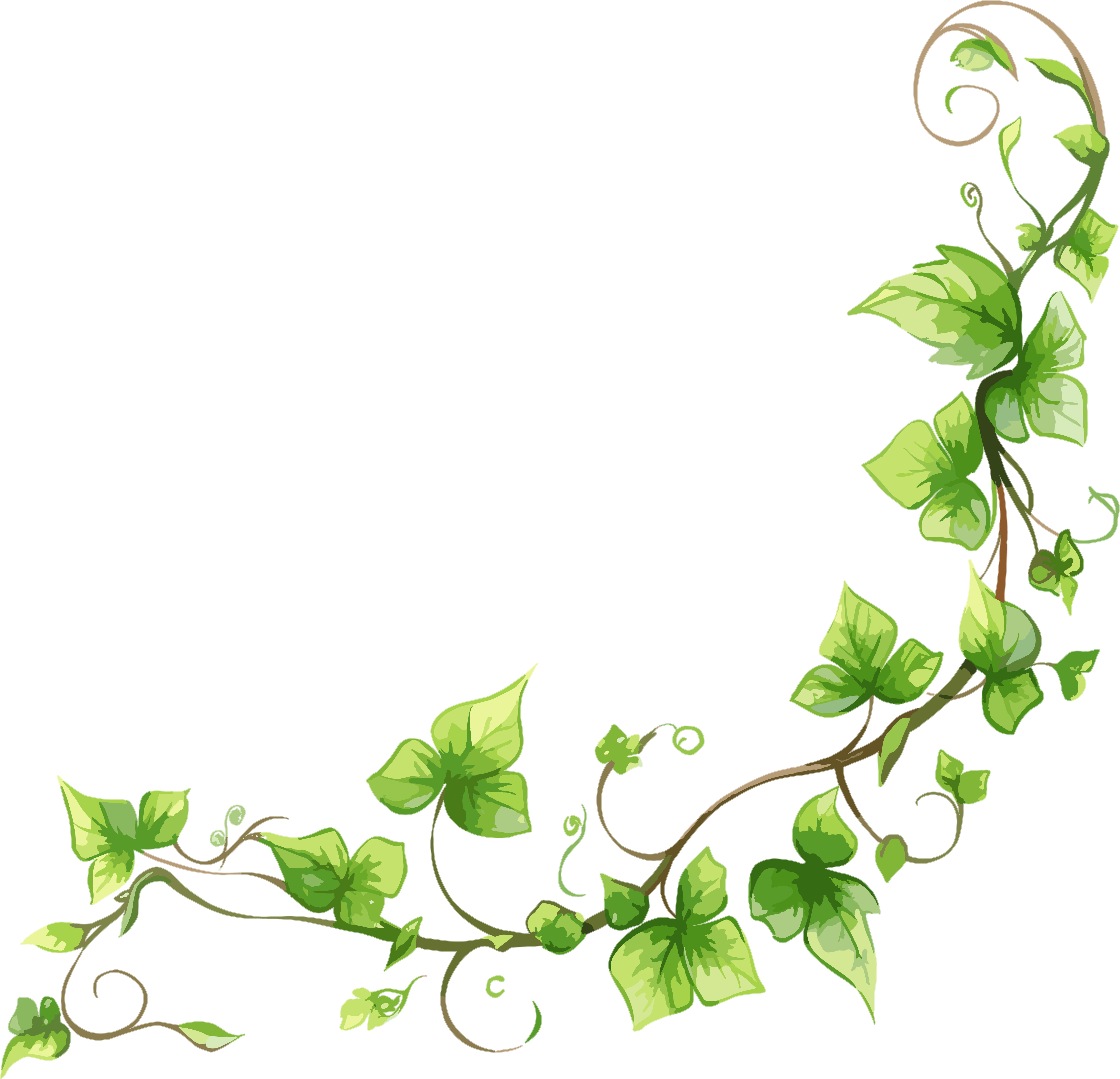 Creative design materials for vine borders