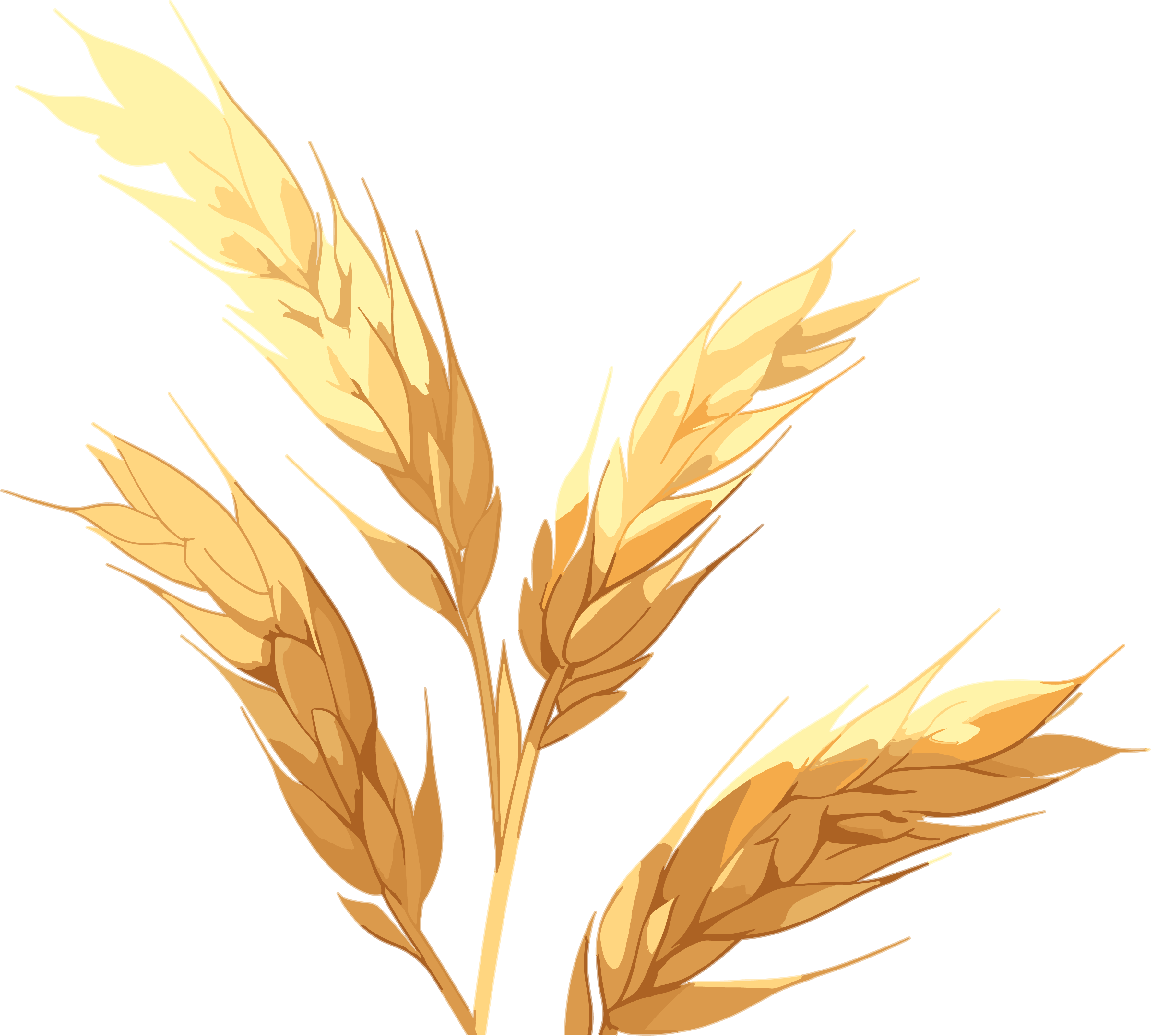 Simple design illustration of wheat ears