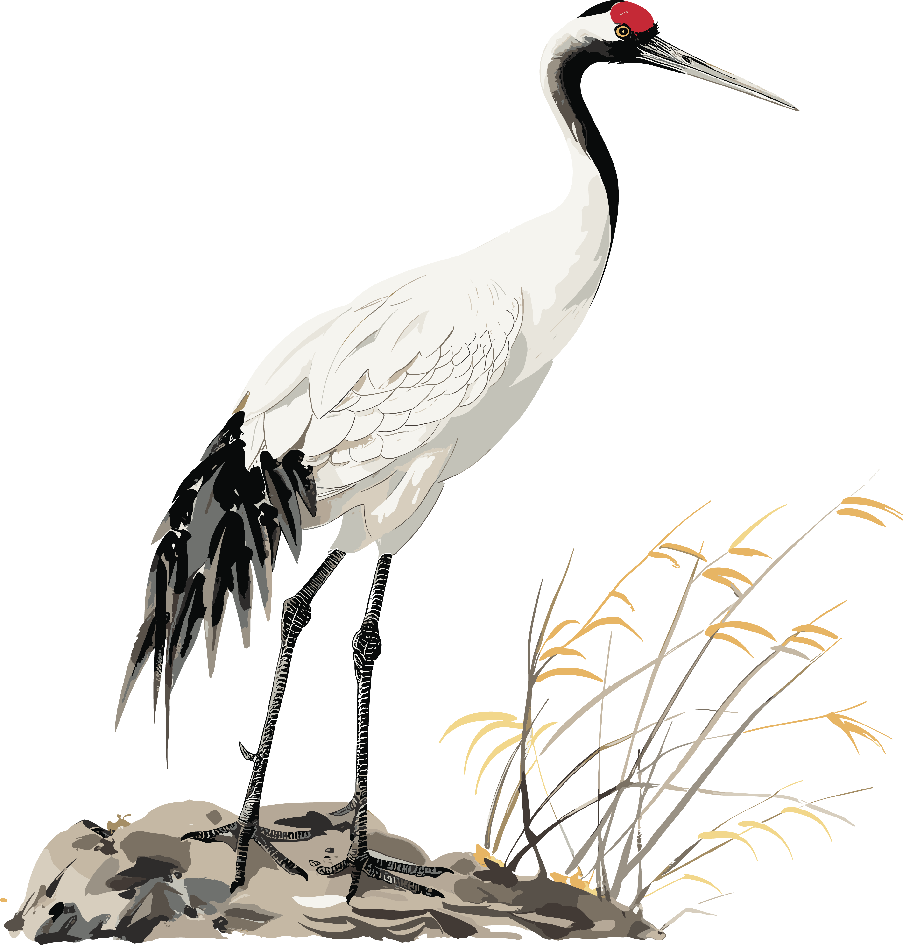 Red-crowned Crane Creative Element