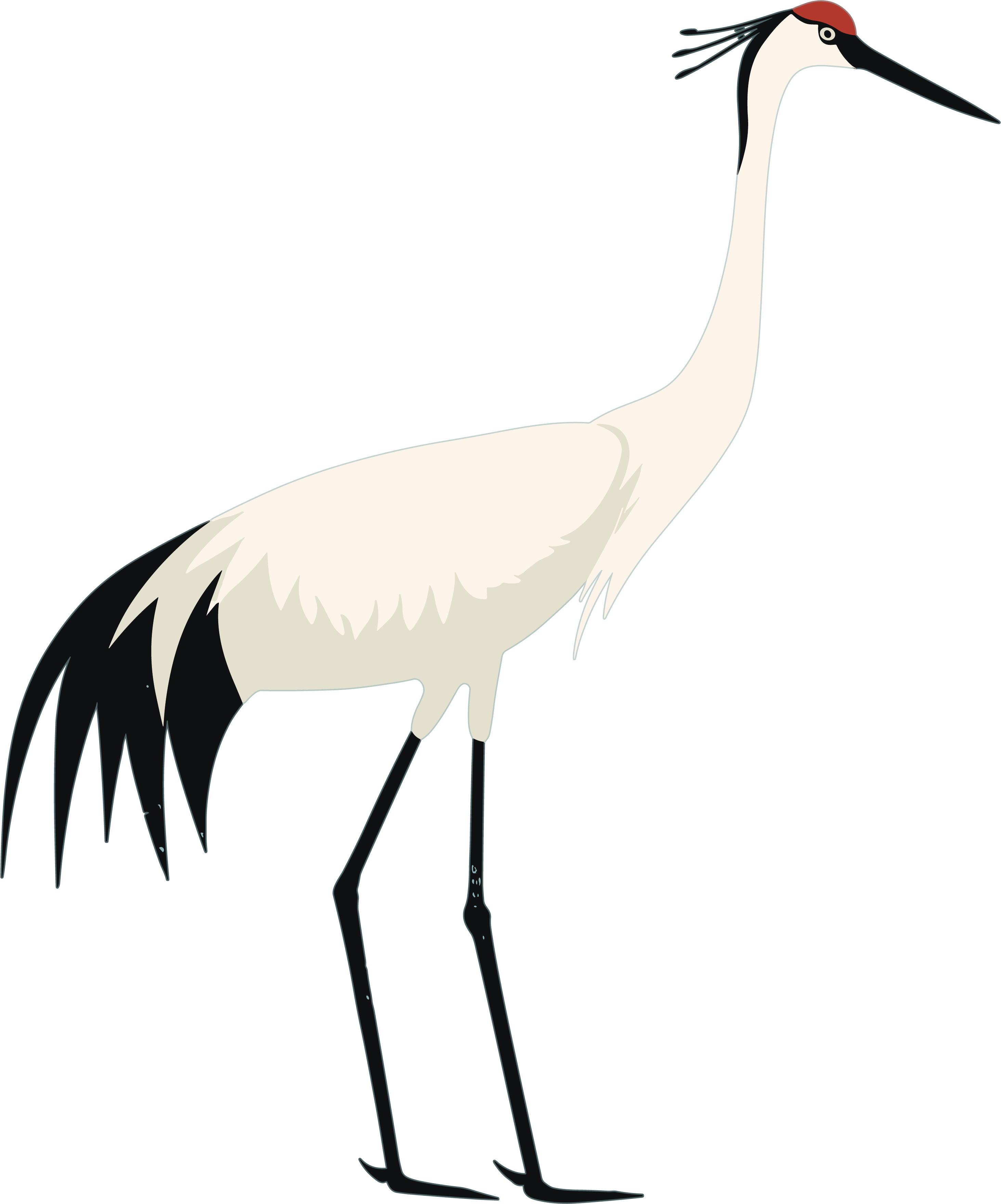 Red-crowned Crane Minimalist Illustration