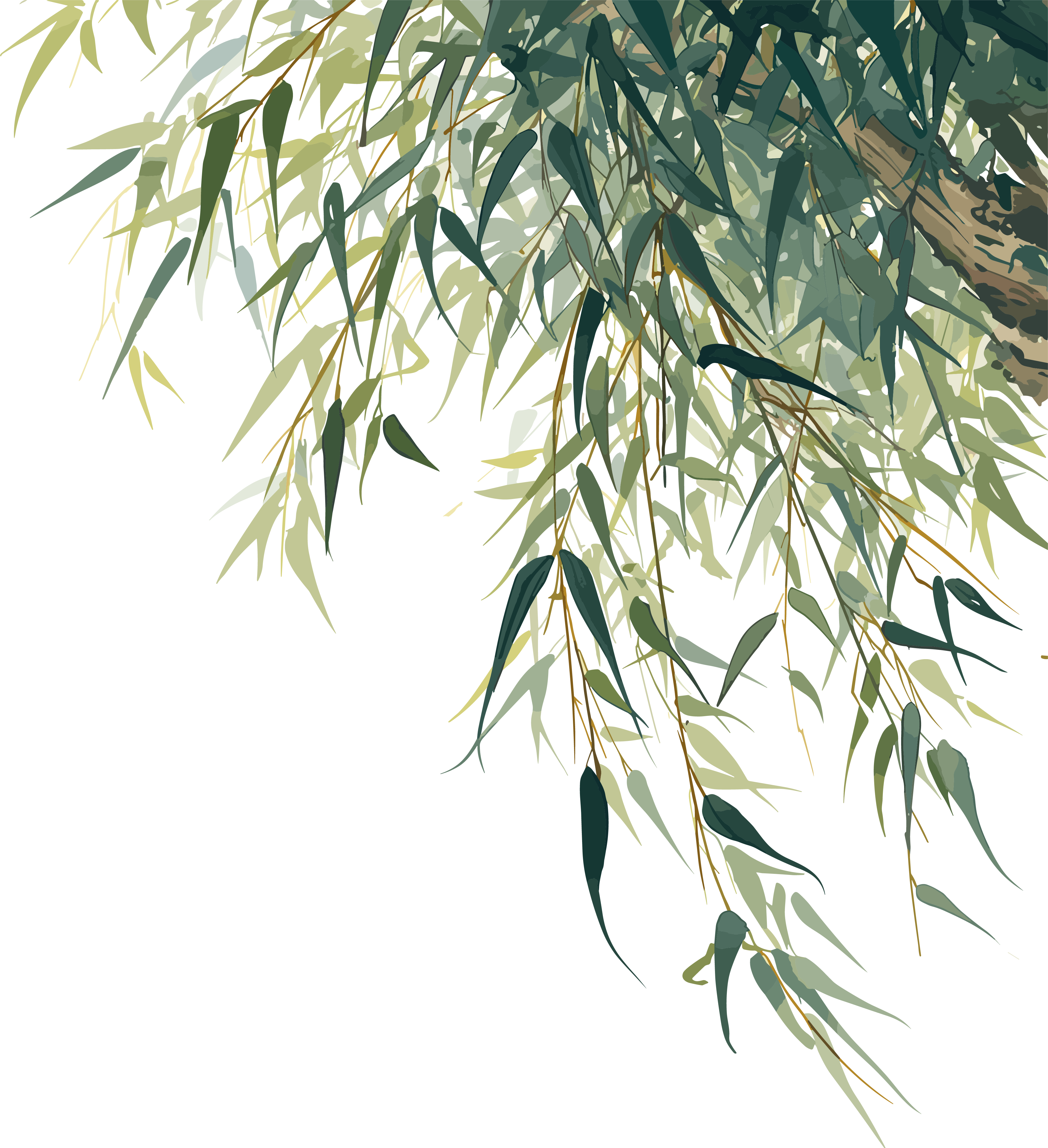 Willow branches can be used for commercial illustrations