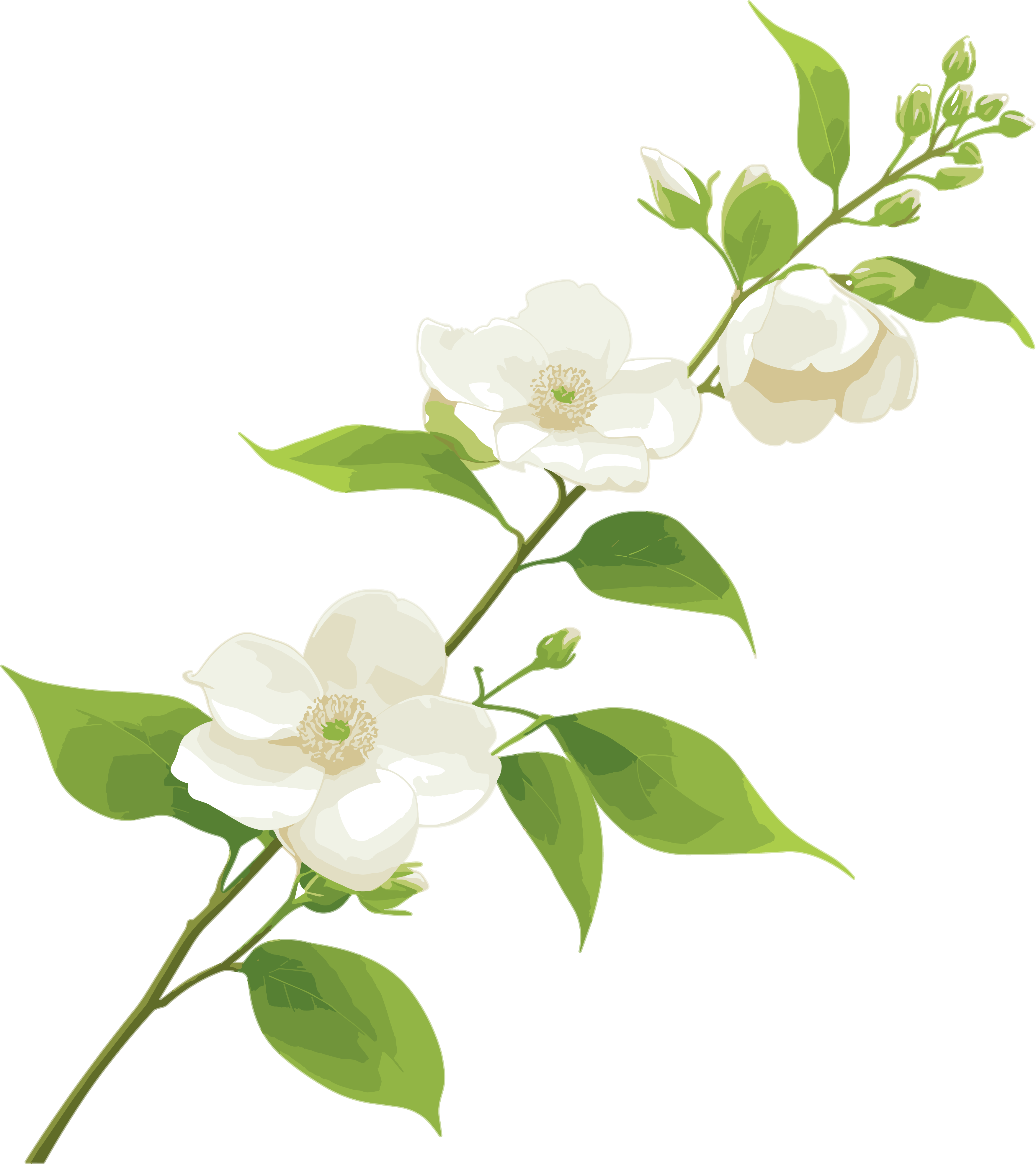Flower bud pattern material