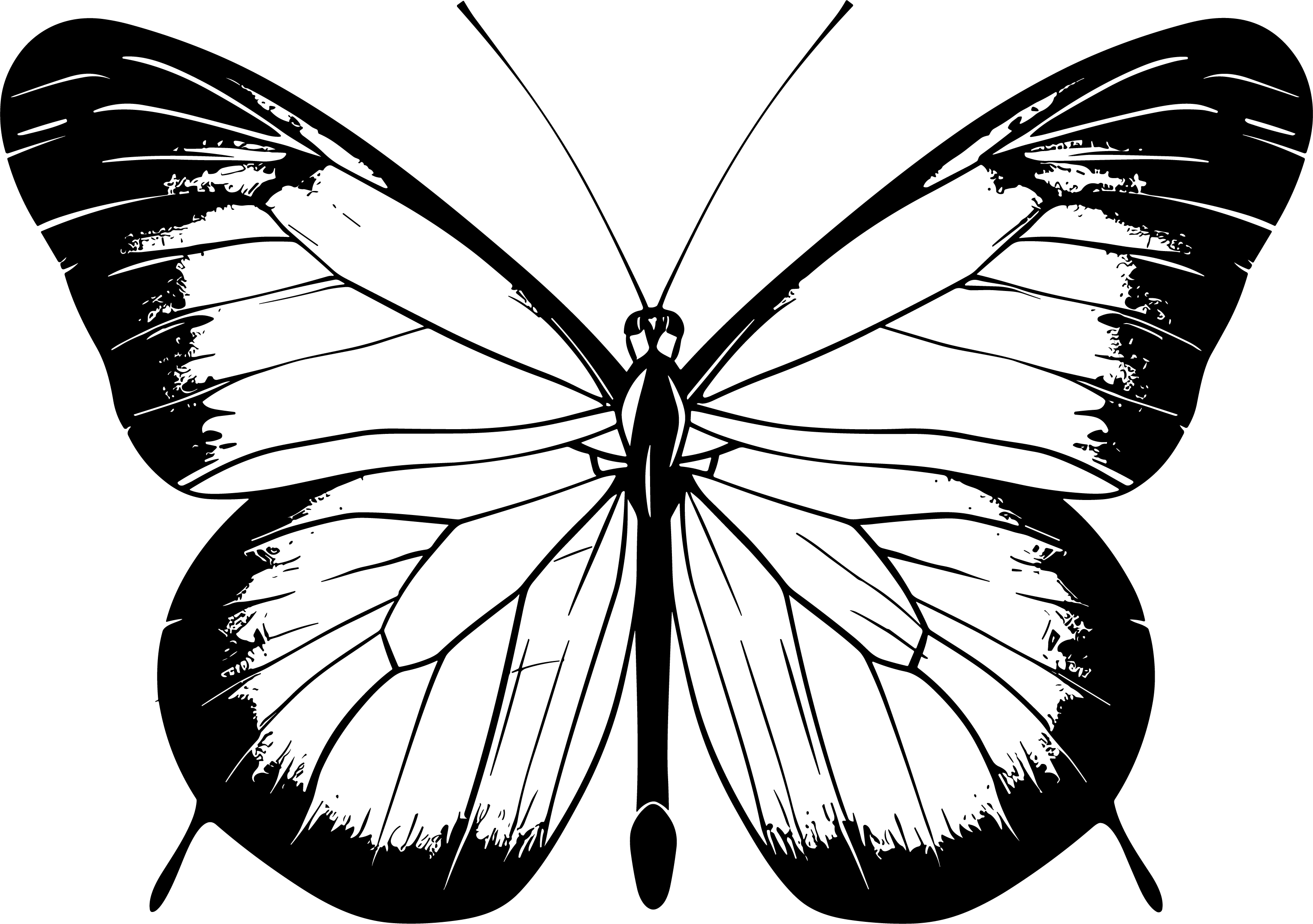 High-definition illustration of a line butterfly
