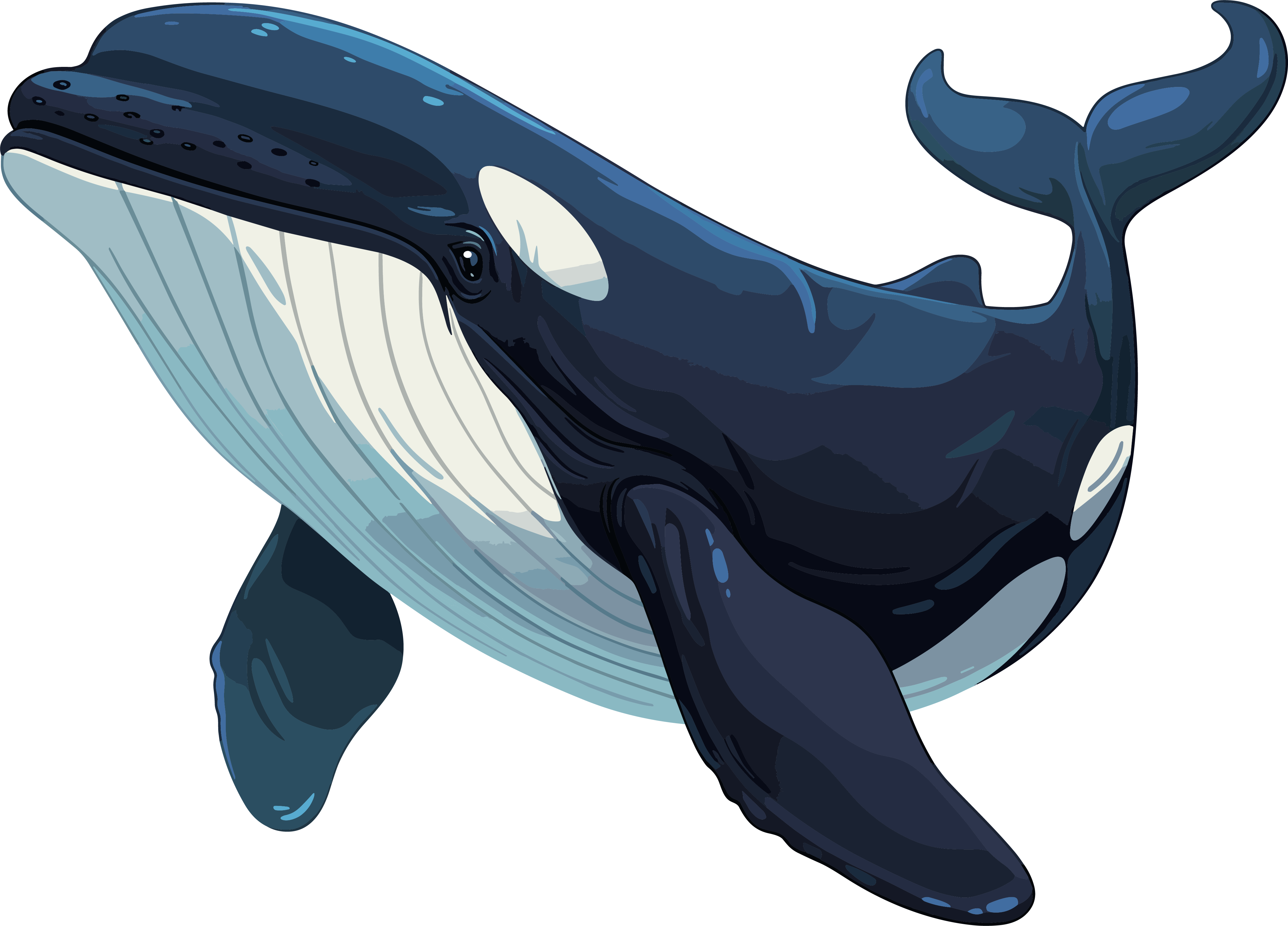 Whale PNG Commercial Material