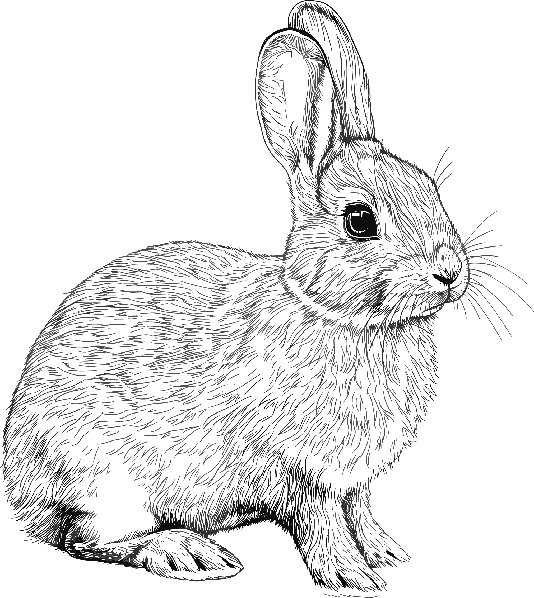 Sketch illustration materials of a little white rabbit