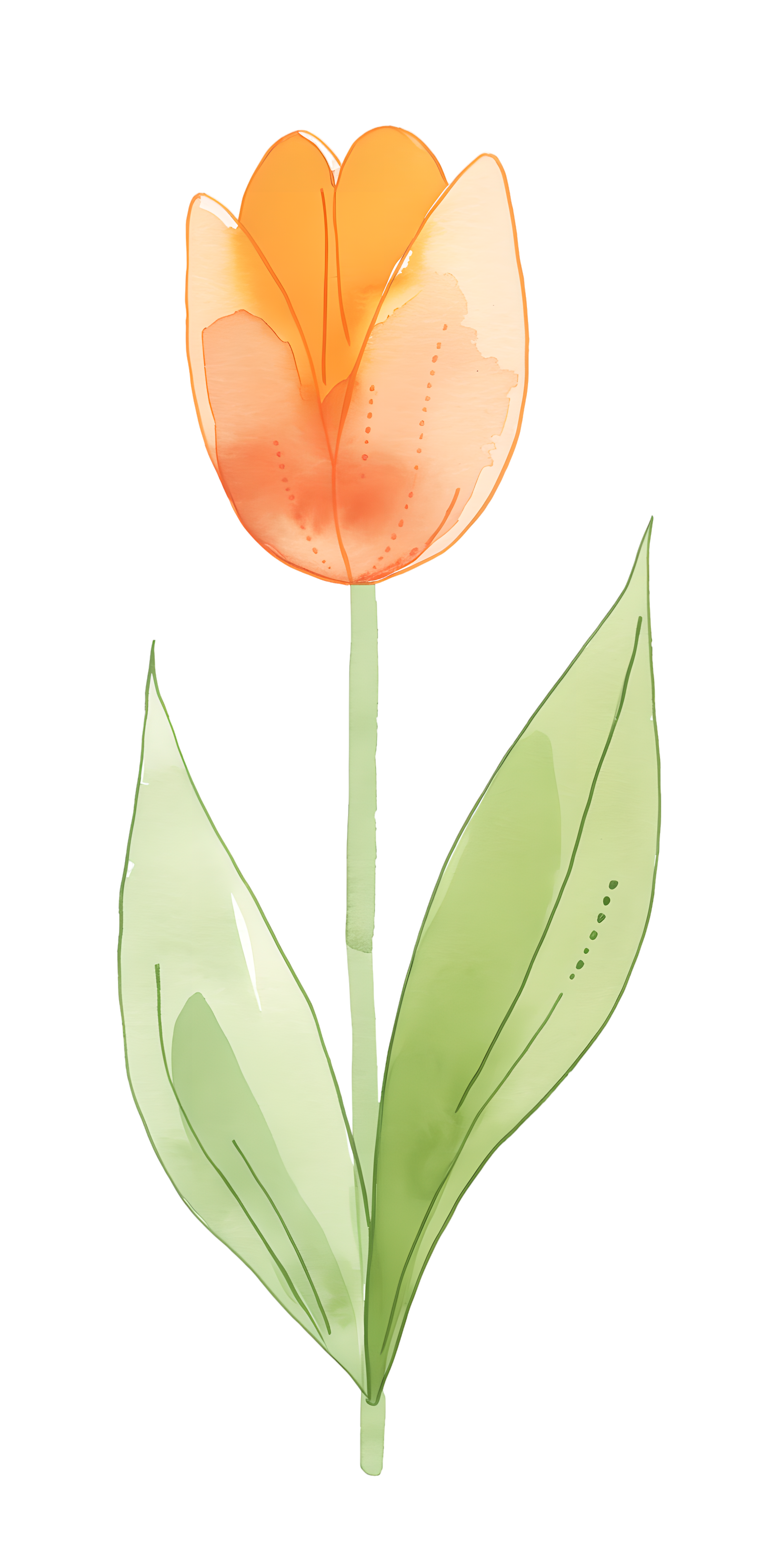 Single Tulip Watercolor Illustration