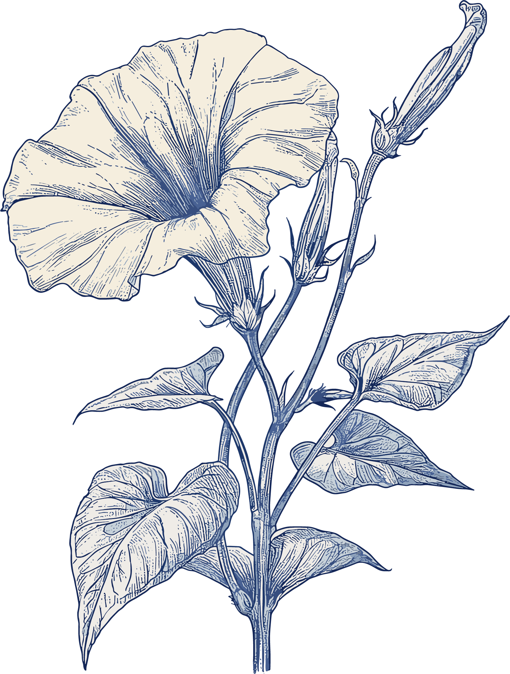 Morning glory sketch illustration elements