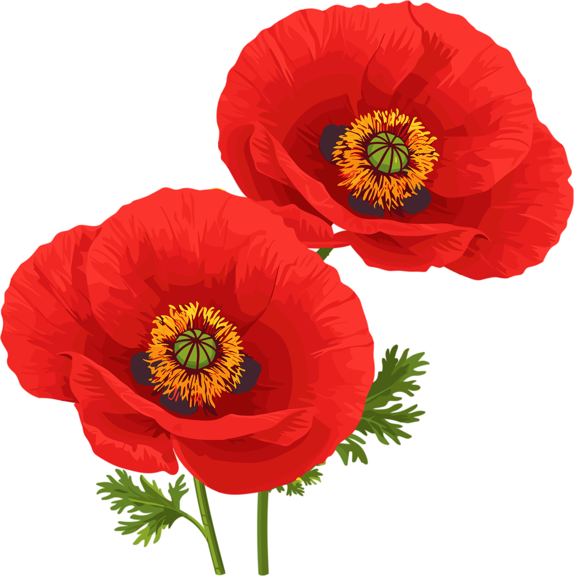 Commercially usable illustration of anti-drug poppy flowers