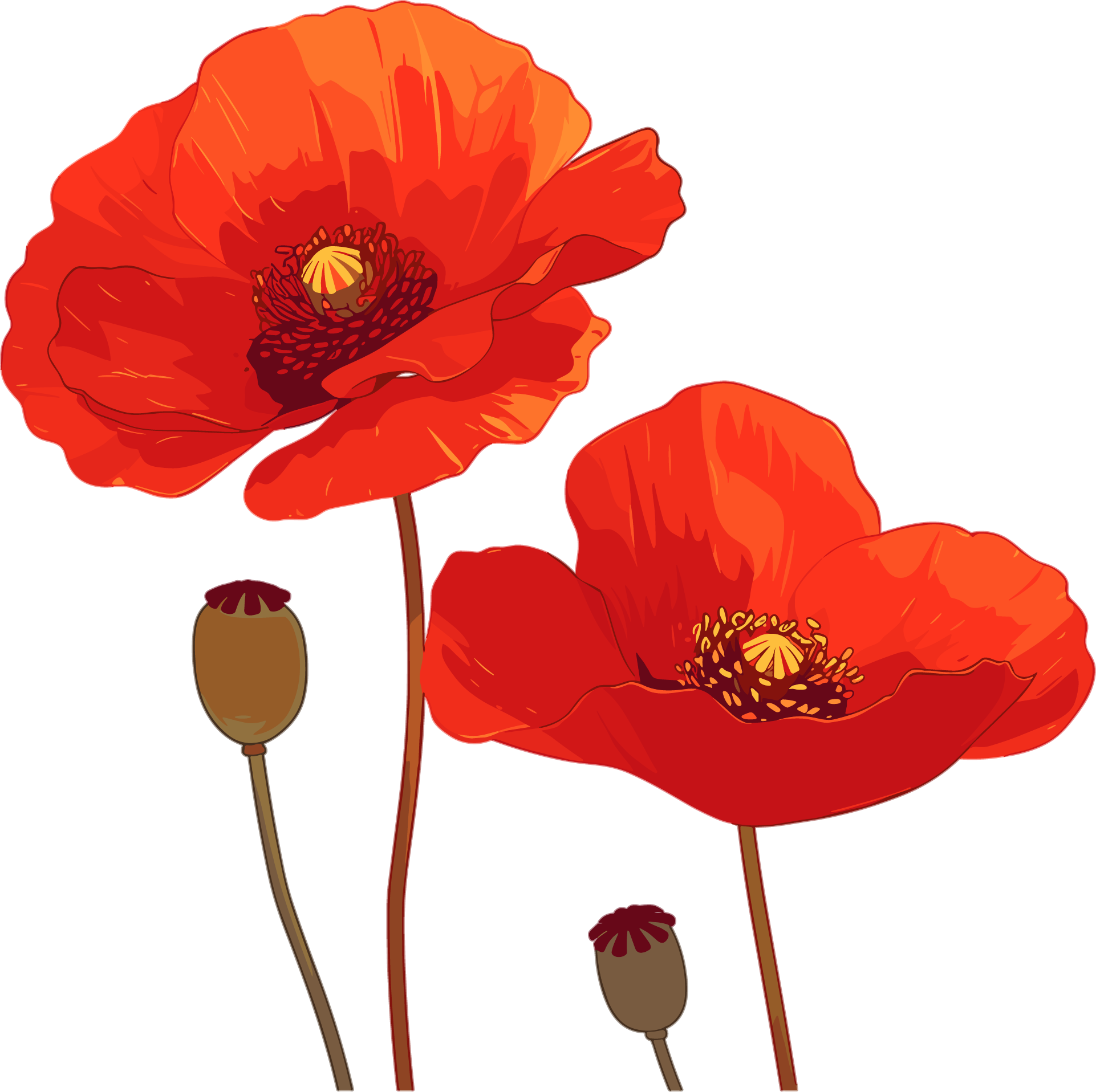 Anti-drug Poppy Flower Cartoon Material