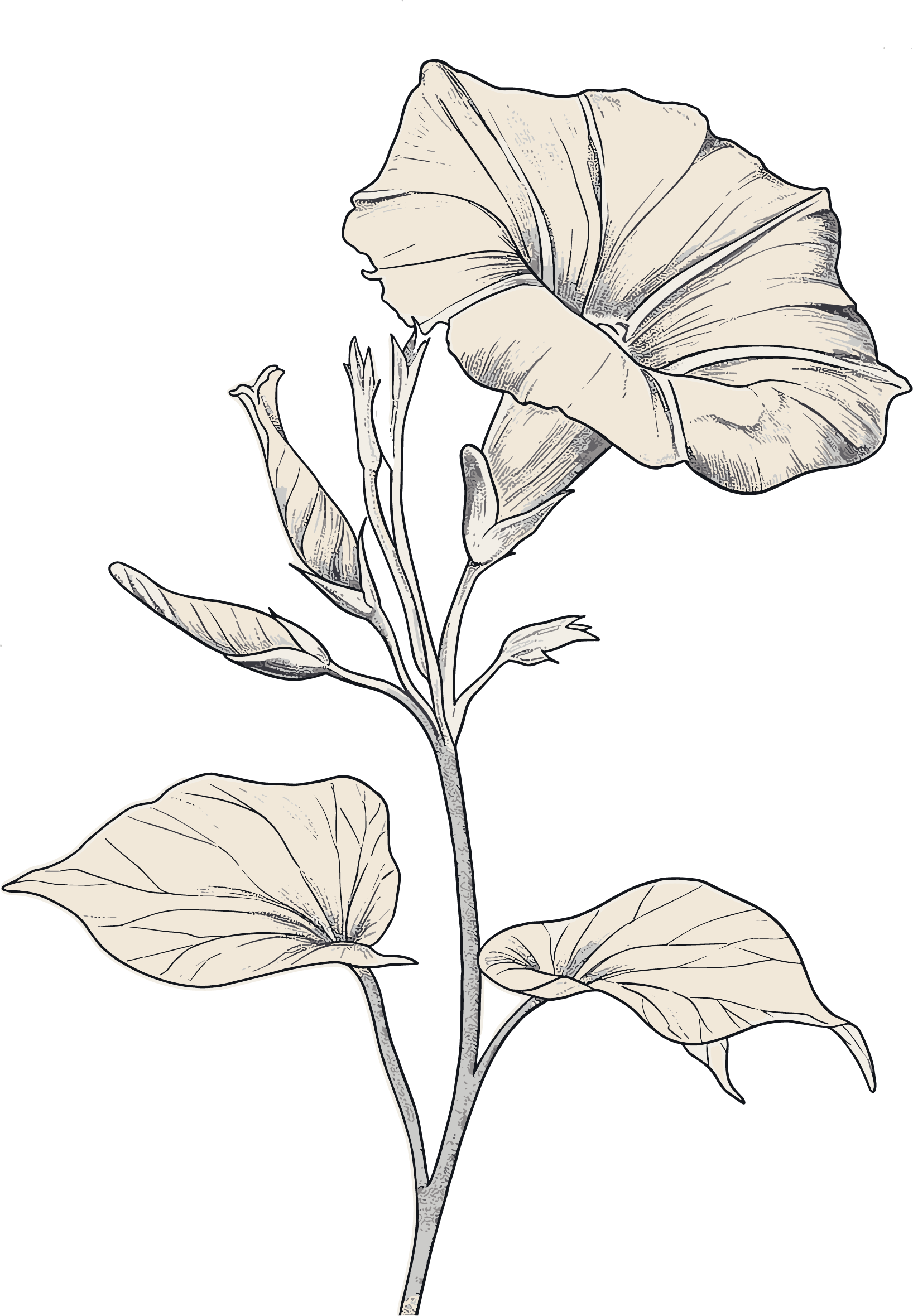 Morning Glory Sketch Vector Illustration