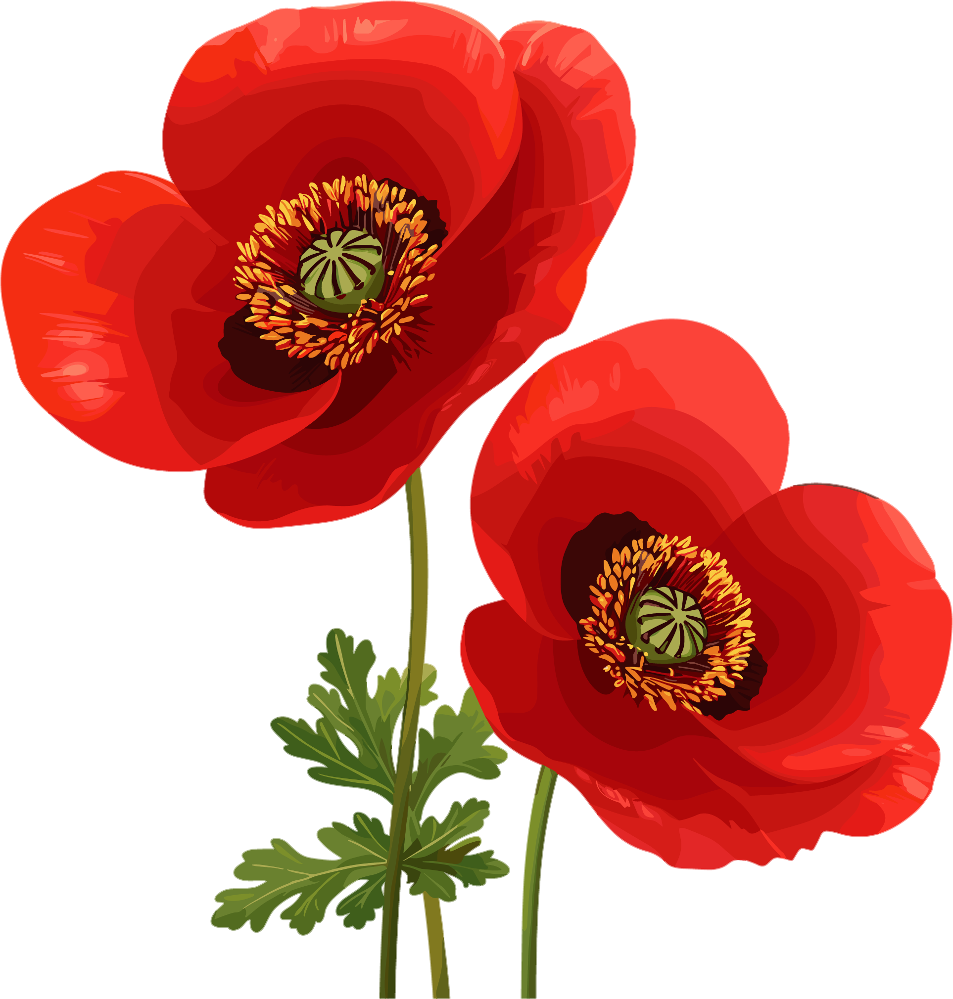 Illustration design elements of anti-drug poppy flowers