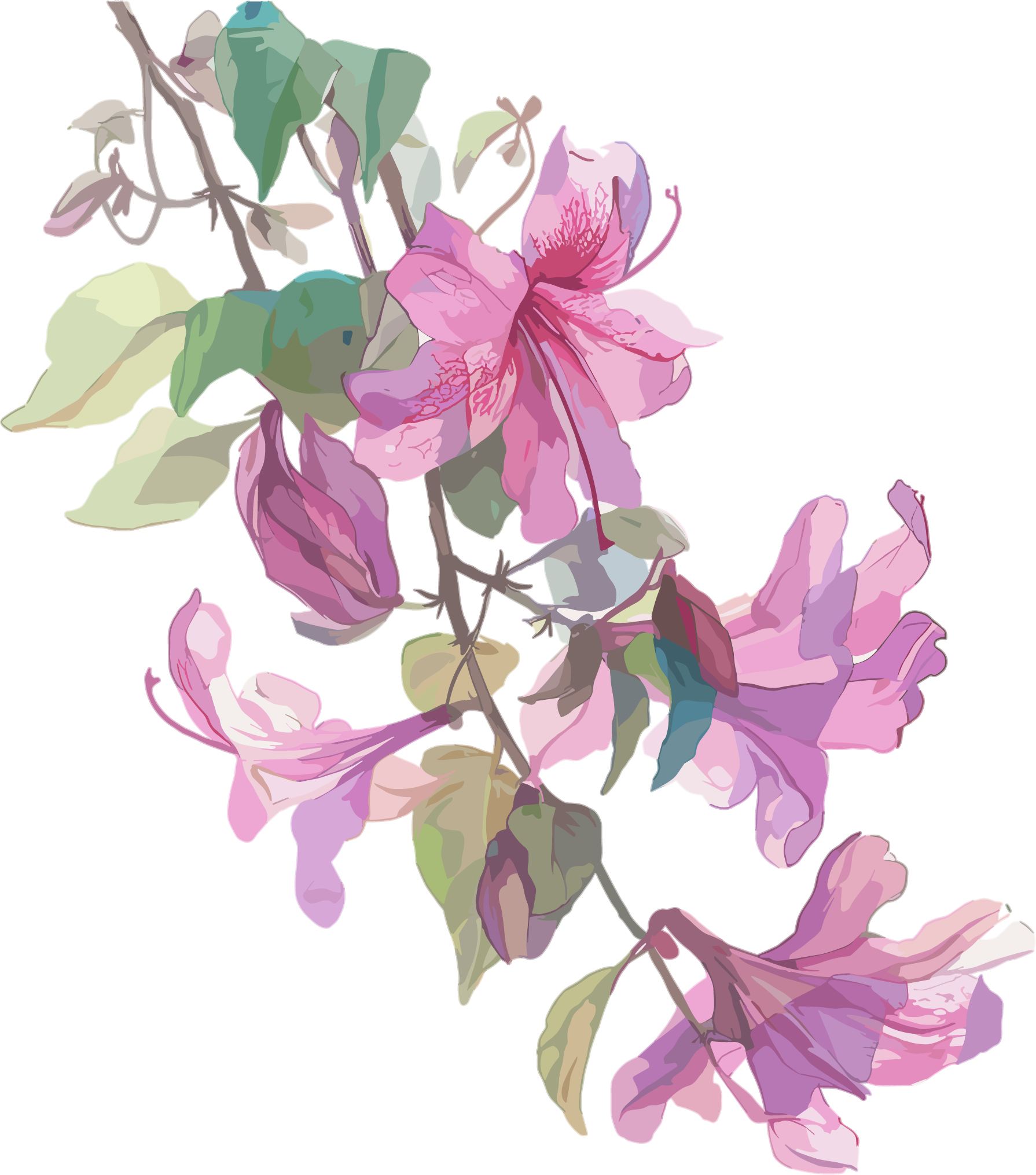 Bauhinia flower HD material