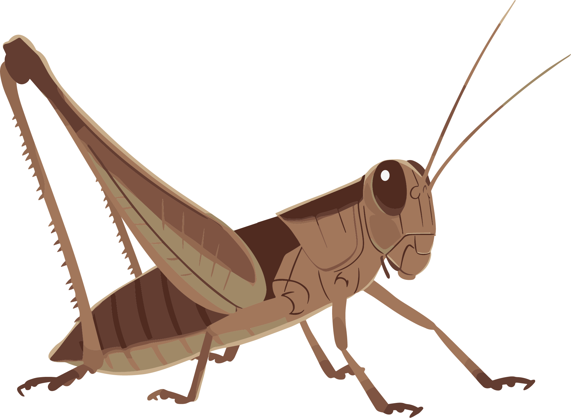 Cricket HD graphic material