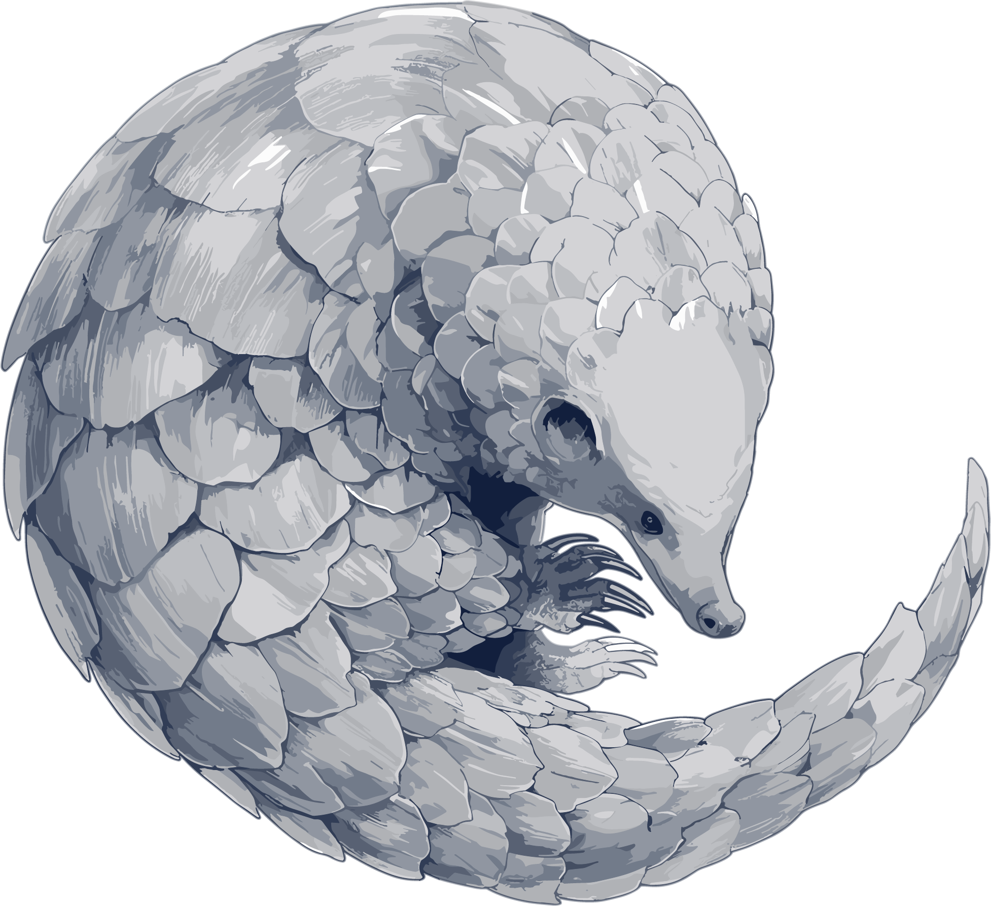 Illustration of the rare animal pangolin