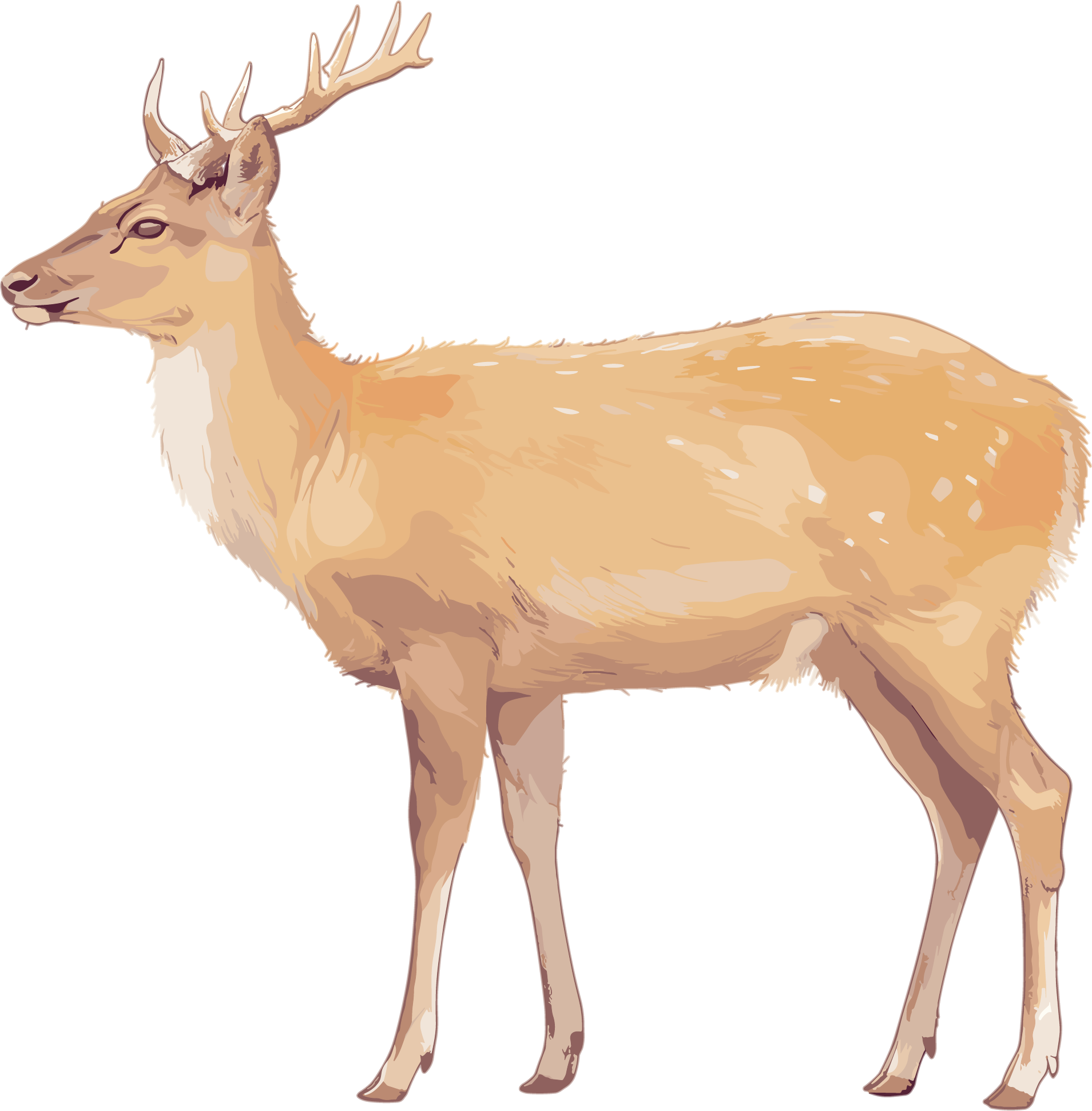 Illustration of the rare animal - Sika Deer
